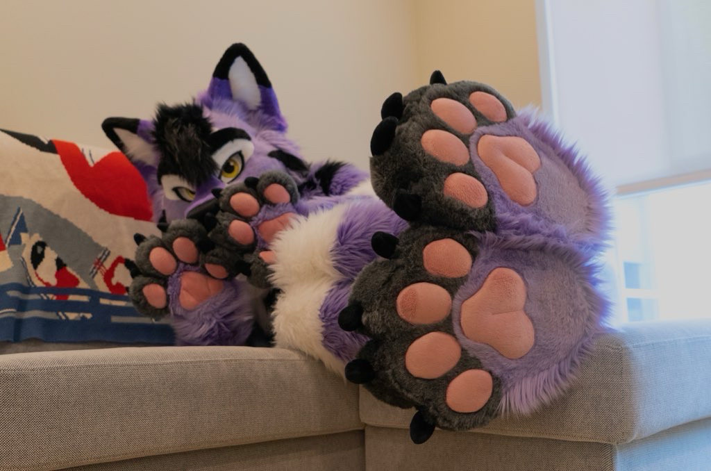 big purple wolfdog on a couch showing his pink beans