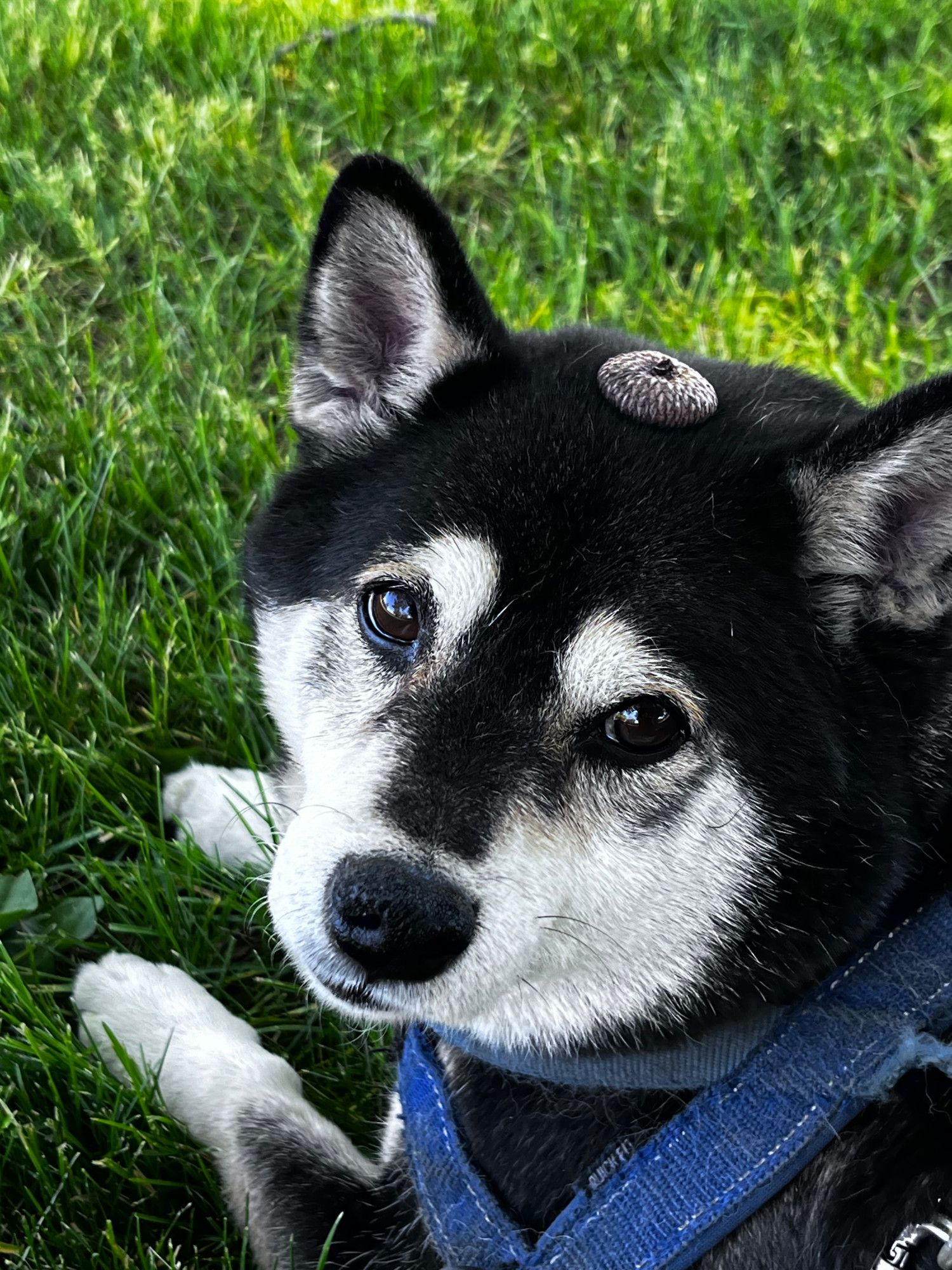 shiba-dog shiba inu with acorn cap in its head