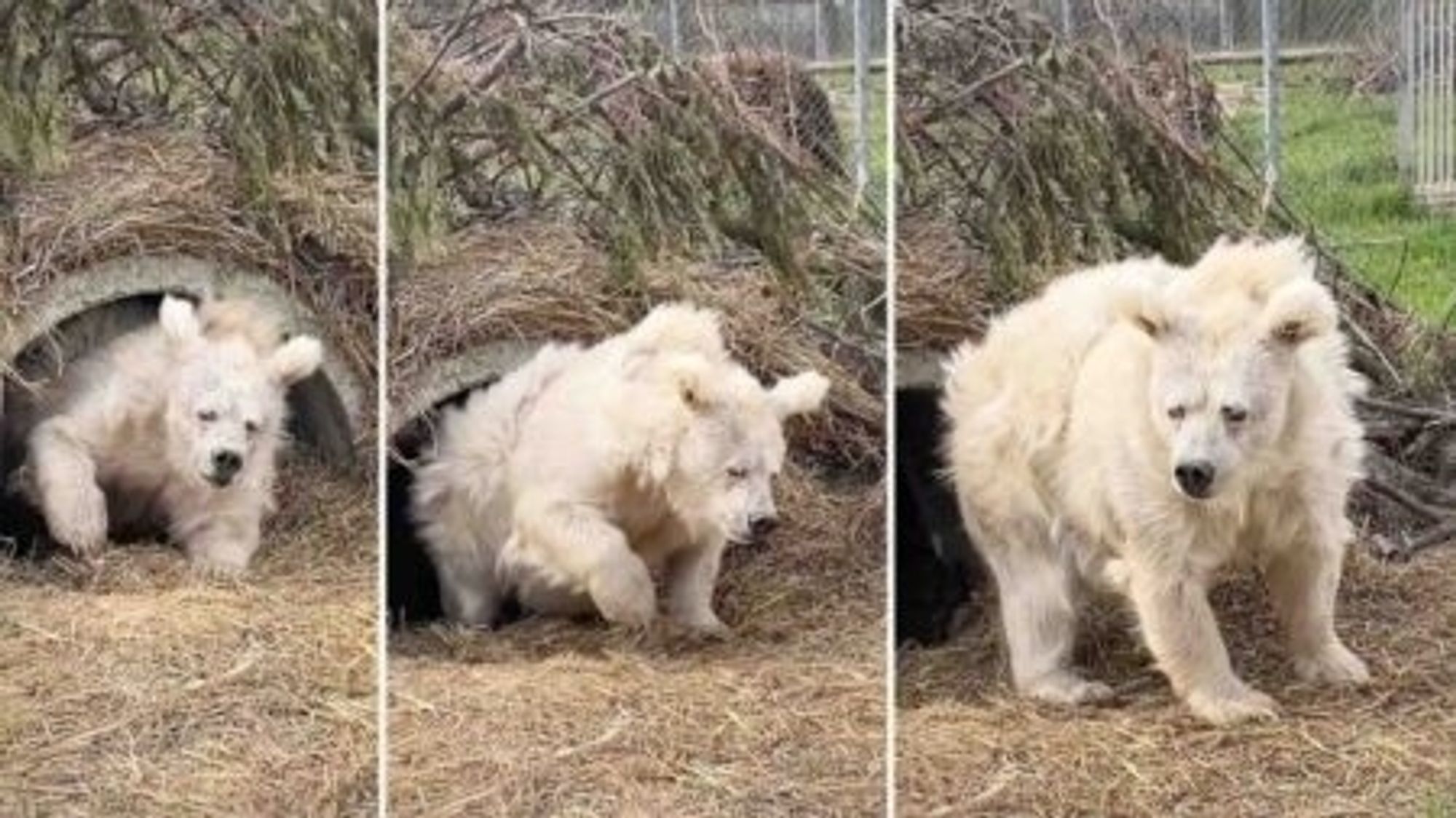 trois photos d'un ours sortant d'hibernation, il a la fourrure complètement décoiffée et a l'air mal réveillé