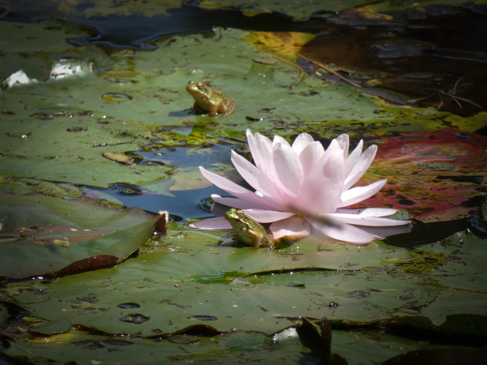 A pink water lily surrounded by lily pads. A small frog sits beside the water lily, and another in the background.