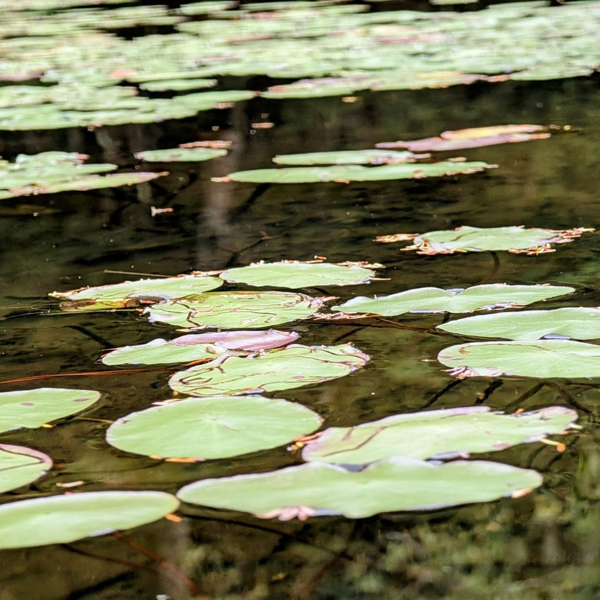 Photo of lily pads in a pond.