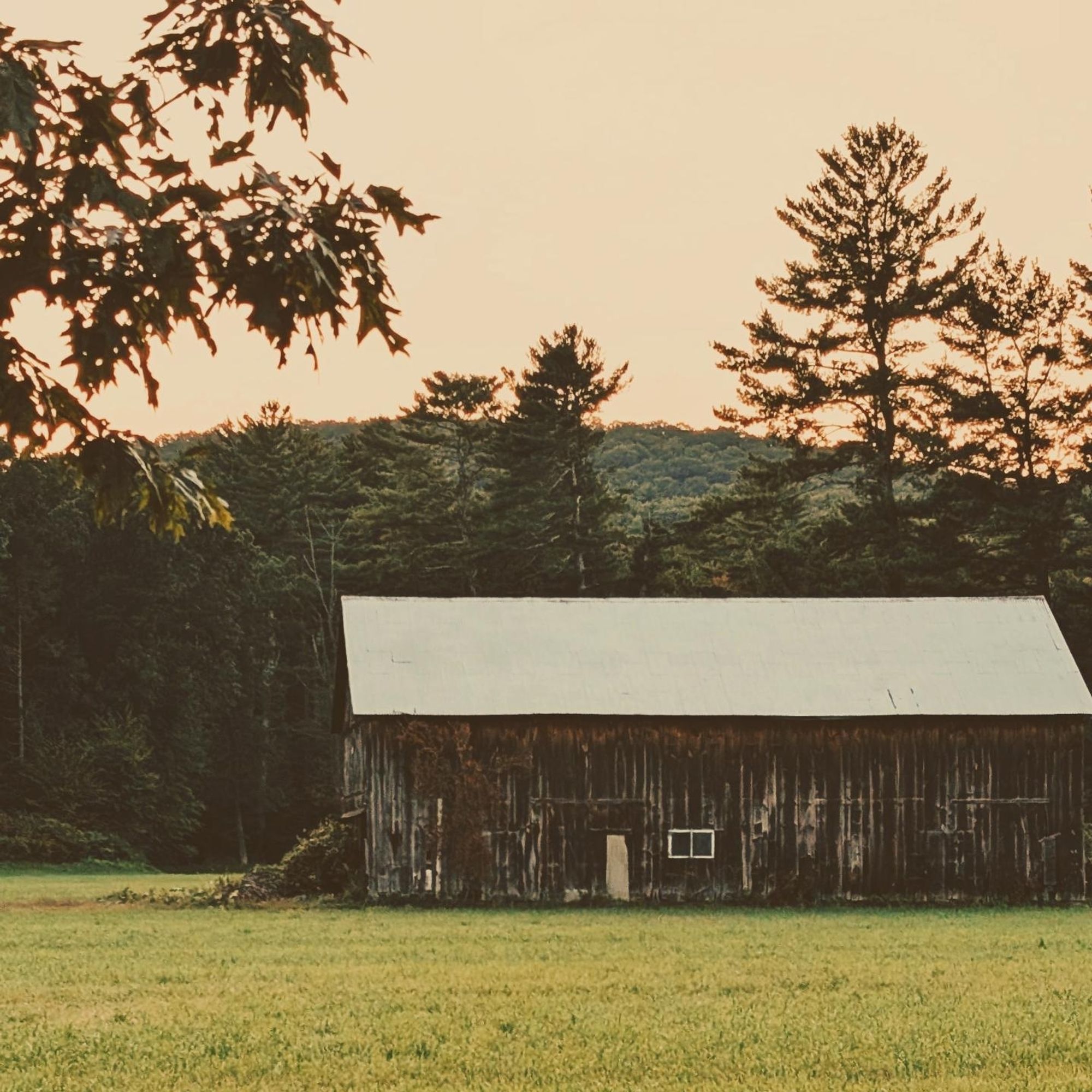 Photo of an old barn against a wooded hillside.