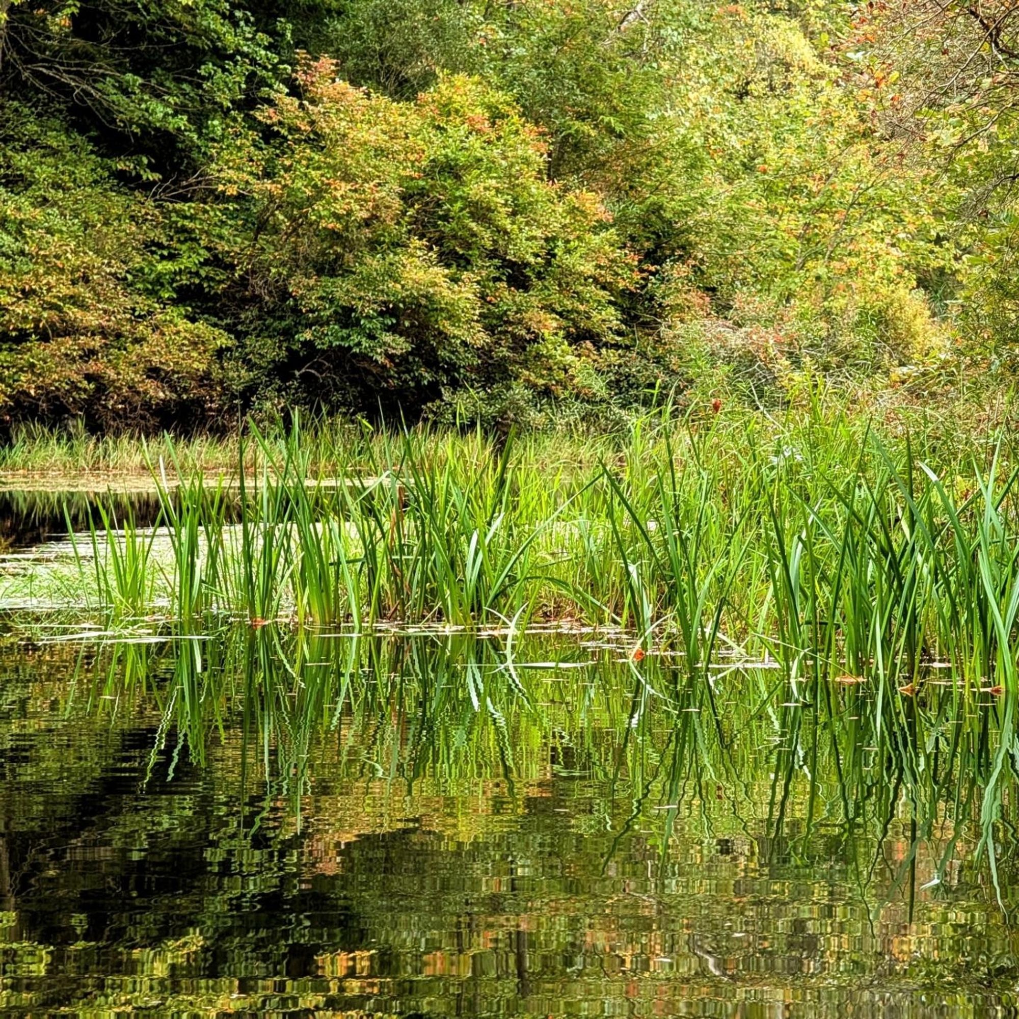 Photo of tall reeds poking out of the shallows of a pond.