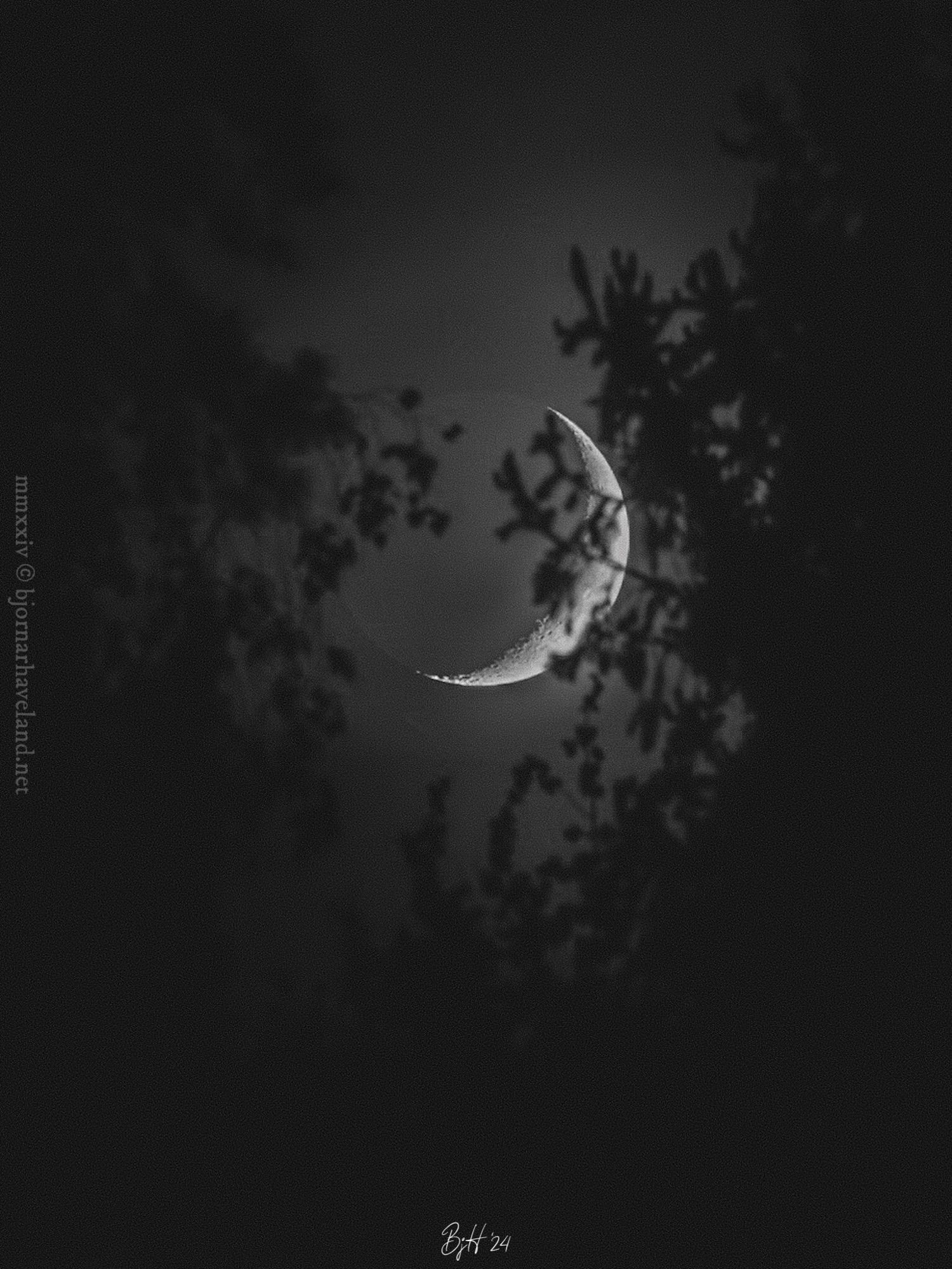 Crescent moon setting between silhouetted tree branches.