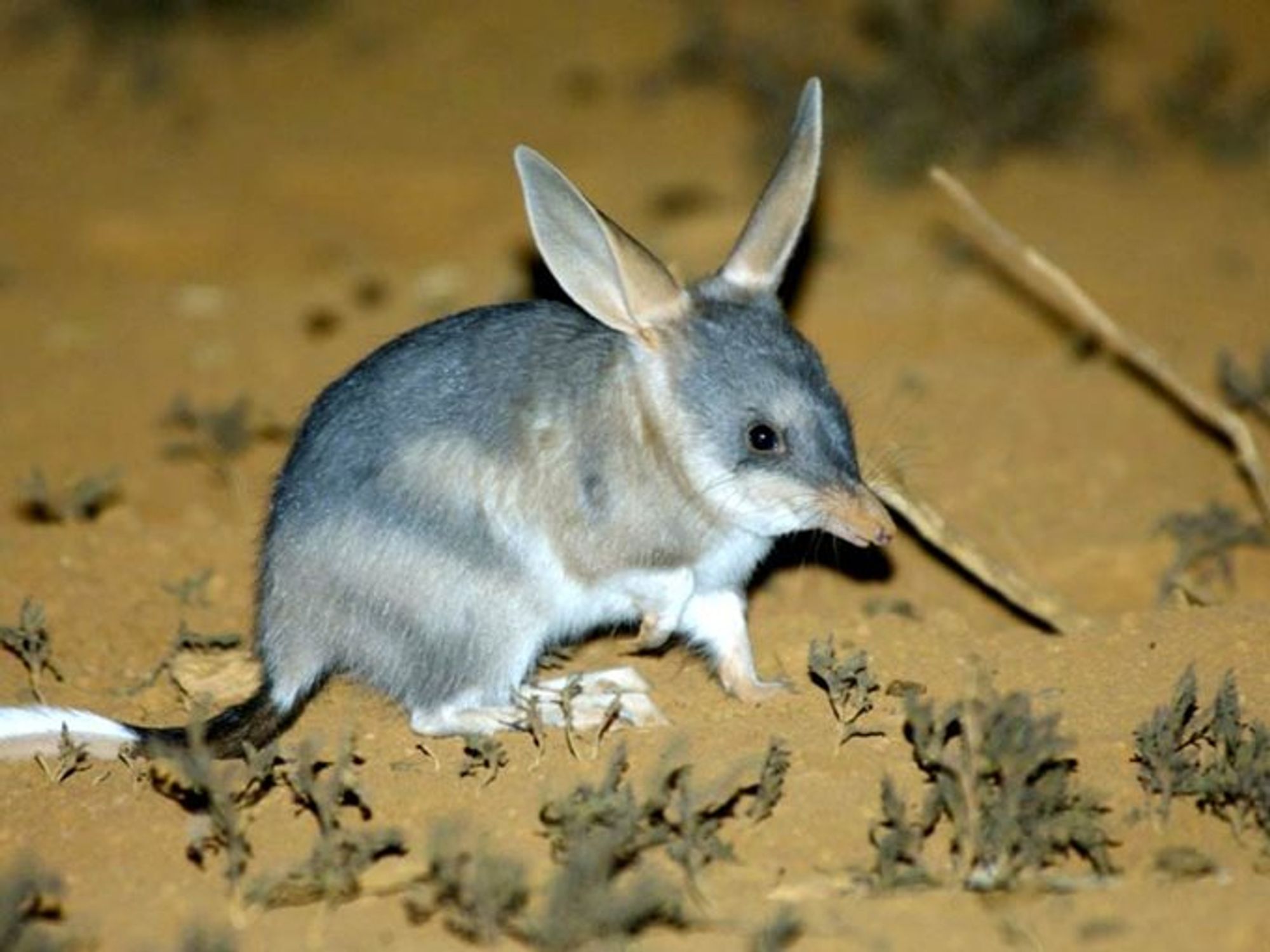 It's a bilby, a small Australian marsupial with long rabbit-like ears, photographed at night in a desert.