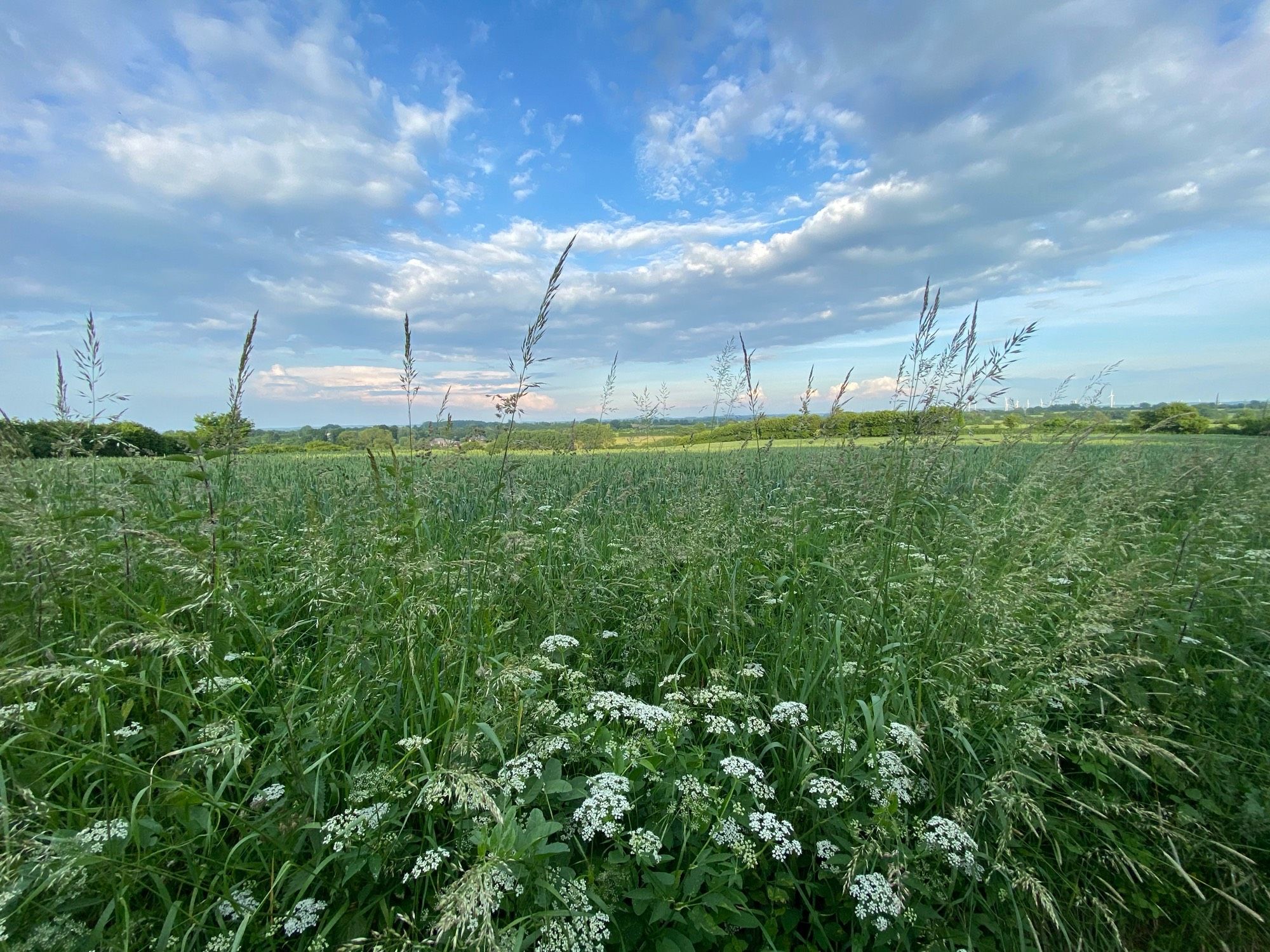 Weiter Blick über Felder, Gräser im Vordergrund, darüber der Himmel mit Schönwetterwolken