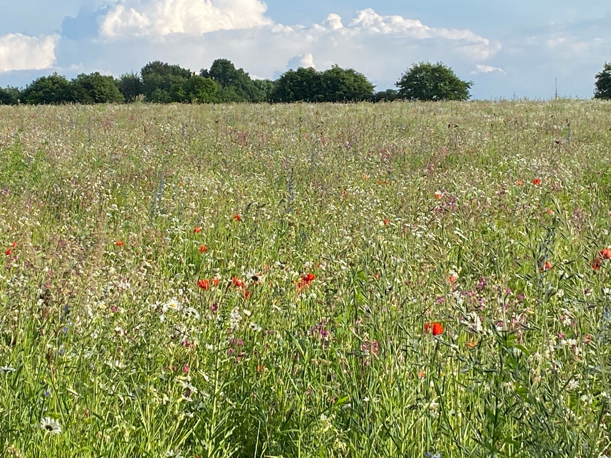 Weiter Blick über reiches Wildblumenfeld, im Hintergrund Bäume und Himmel mit Schönwetterwolken