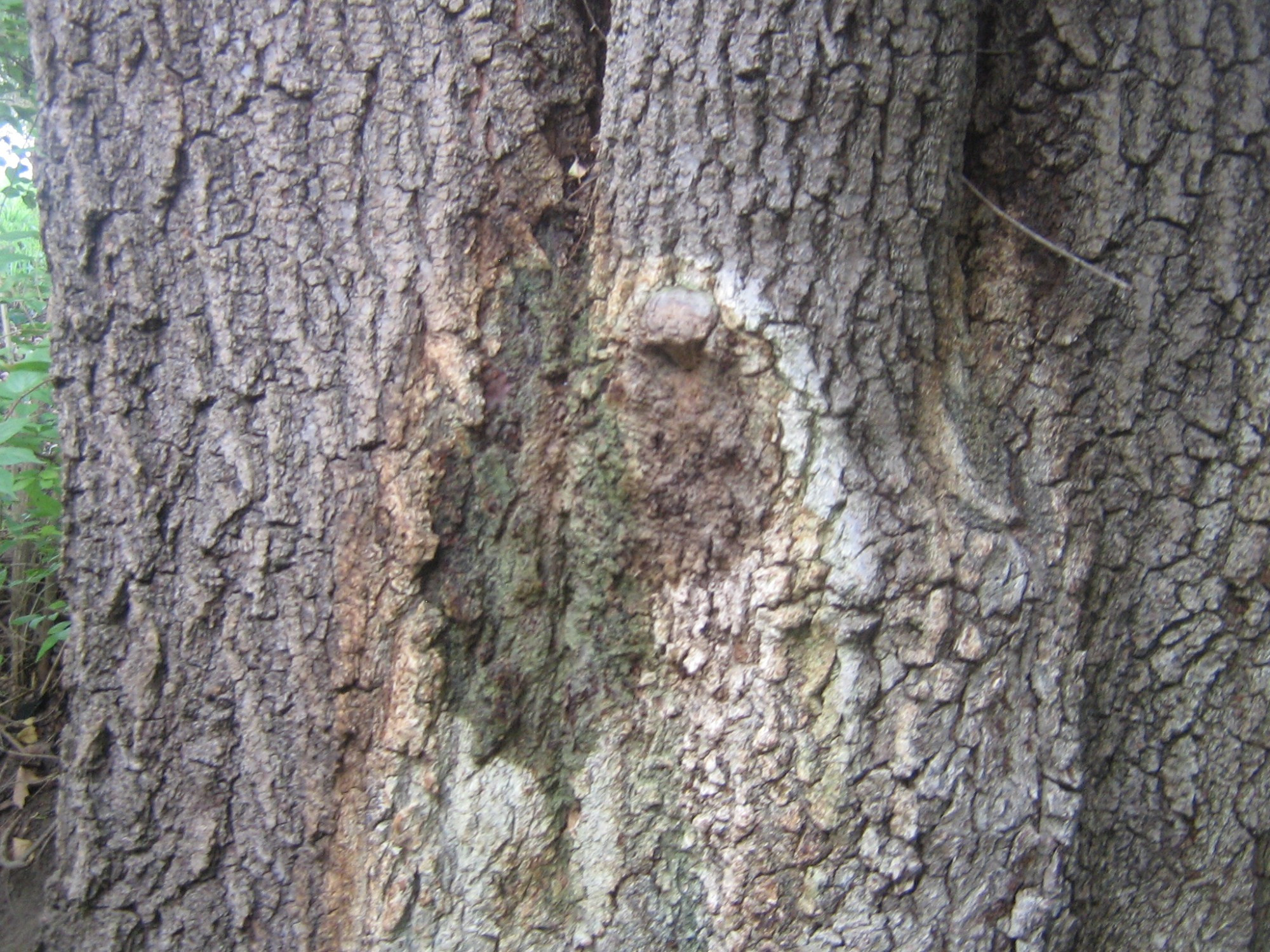 Tree marking by nature