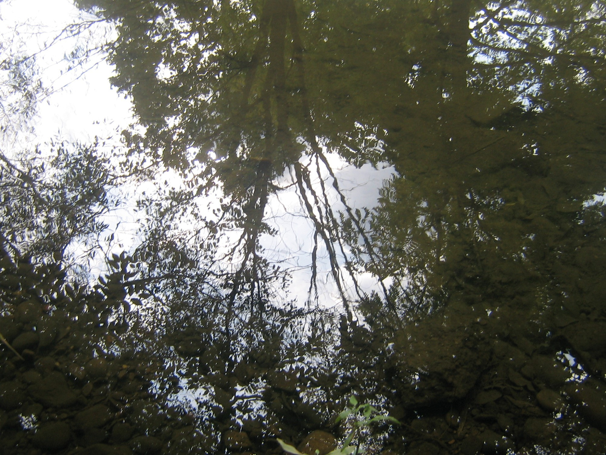 A reflection in the water.