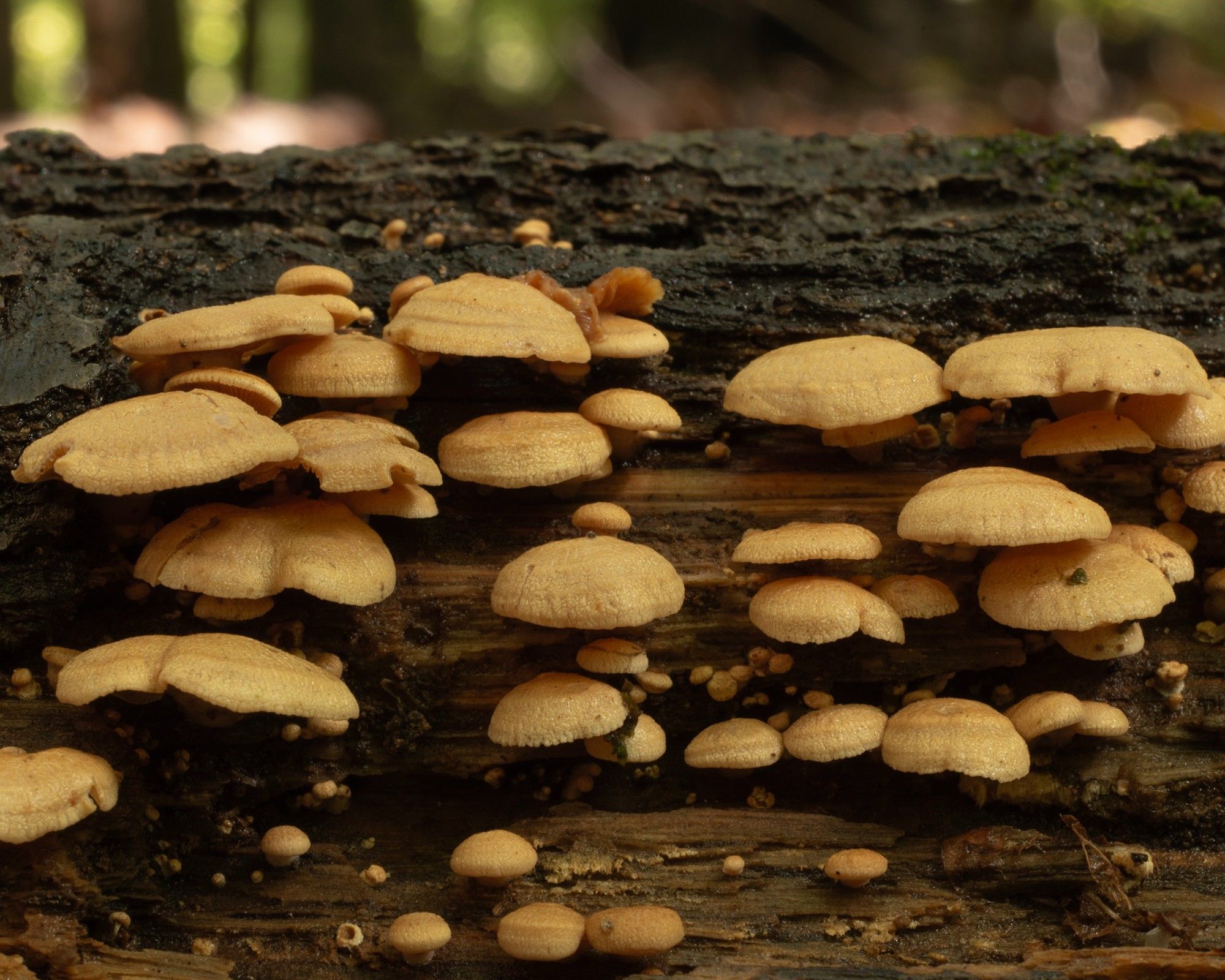 A closeup of a bunch of small light brown mushrooms growing out of the side of a fallen log on dark brown bare wood where the rough dark gray bark has fallen away.