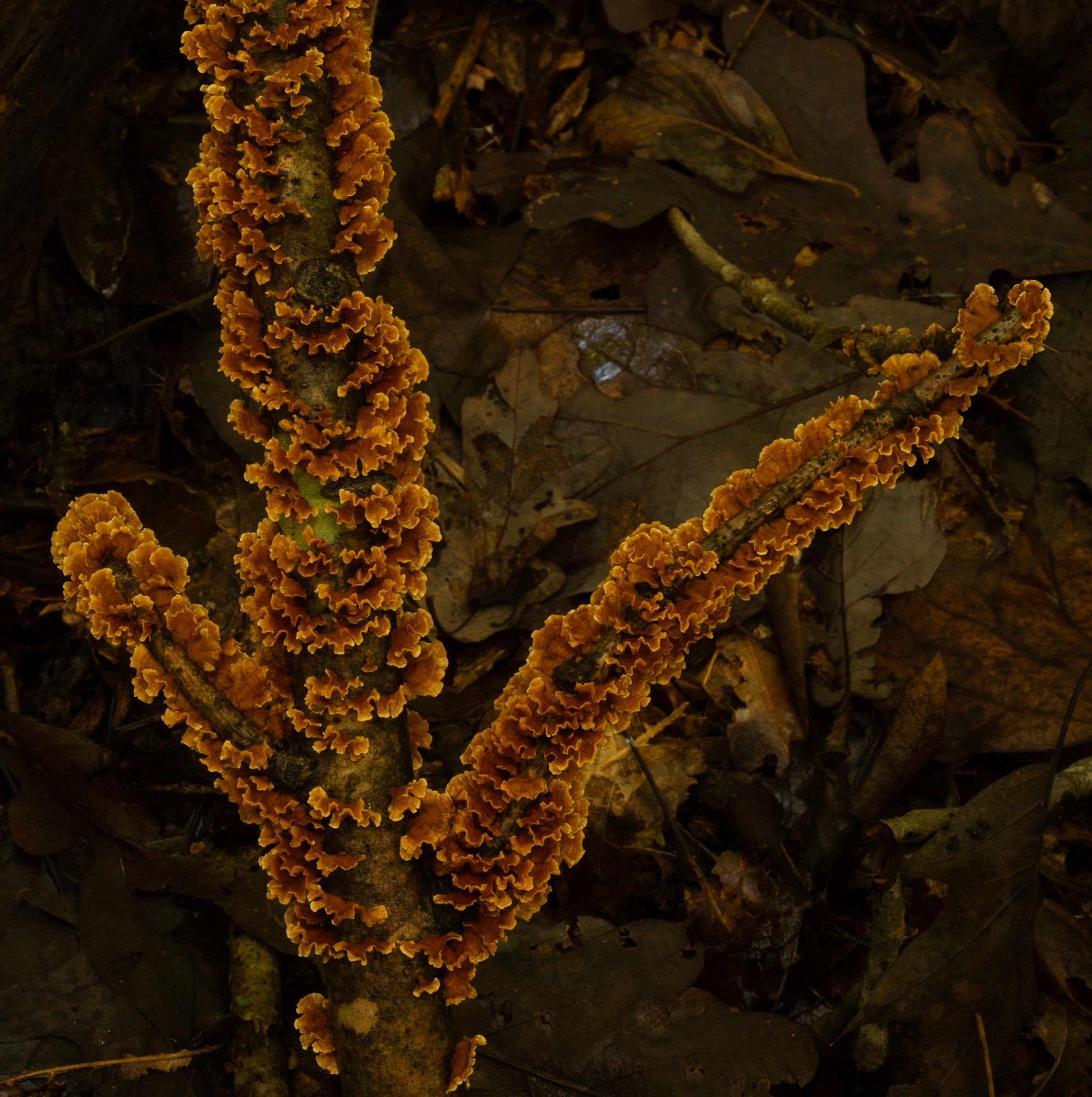 A section of a fallen branch hanging just over the forest floor covered with brown young turkey tail mushrooms having a light brown frilly fringe that verges on yellow on the newest growth. This creates a striking contrast to the above dark browns of decaying leaves on the forest floor.