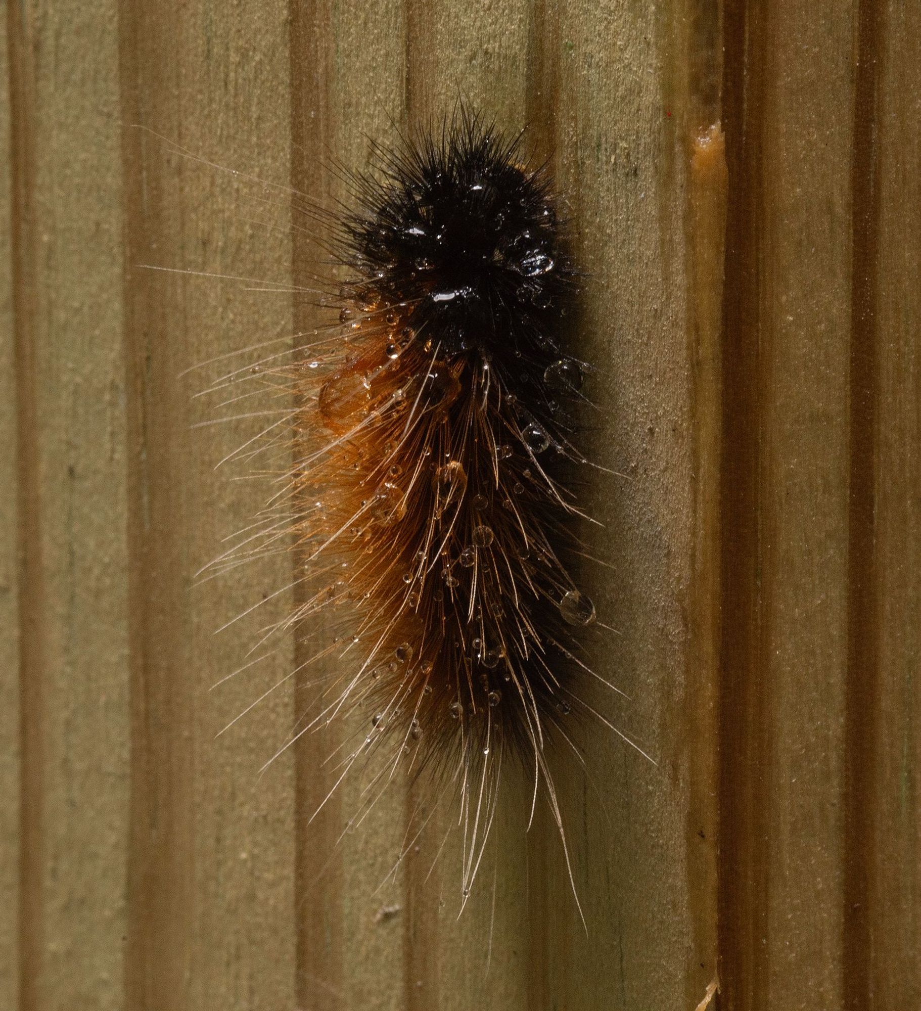 A caterpillar with a very hairy black head and an equally hairy red-brown thorax and abdomen. The caterpillar's thorax and abdomen are covered with much longer ginger colored guard hairs interspersed with rain water beads all over its body. It is resting head upward on a new unpainted untreated wooden signpost.