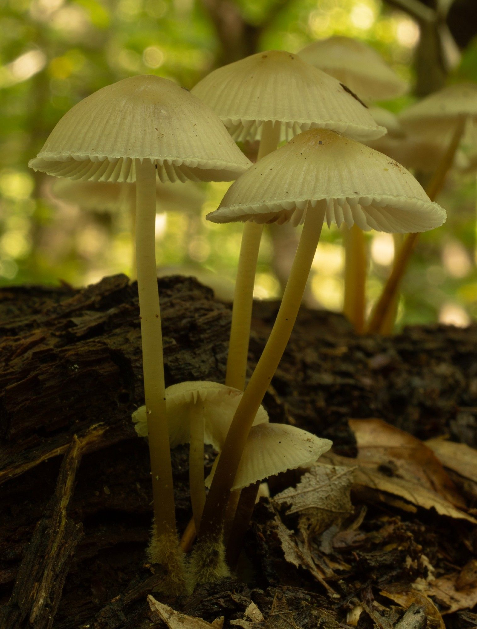 A closeup of a clump of several small mushrooms growing out of well decayed log mostly buried in the forest floor. With translucent caps colored a very light brown at the top to an off-white at the edge, the undersides have thick gills unattached to the stem. The stem is long and thin white at the cap gradating to a dark brown at the base which are covered with fine white hairs. The foreground is leaf litter, and behind the log is a bright sunlit woods outside the field of focus.