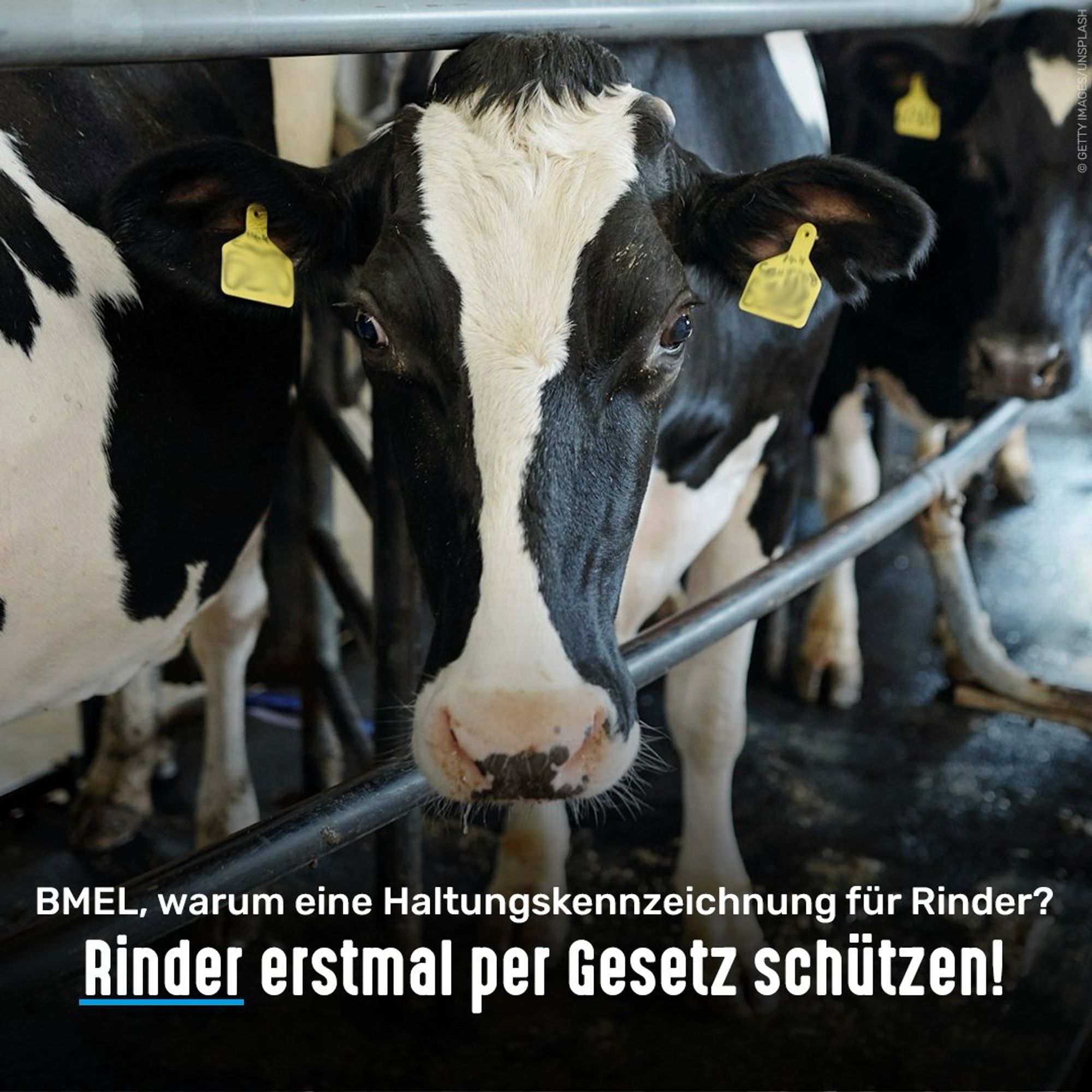 Milchkühe. Bildtext: BMEL, warum eine Haltungskennzeichnung für Rinder? Rinder erstmal per Gesetz schützen!