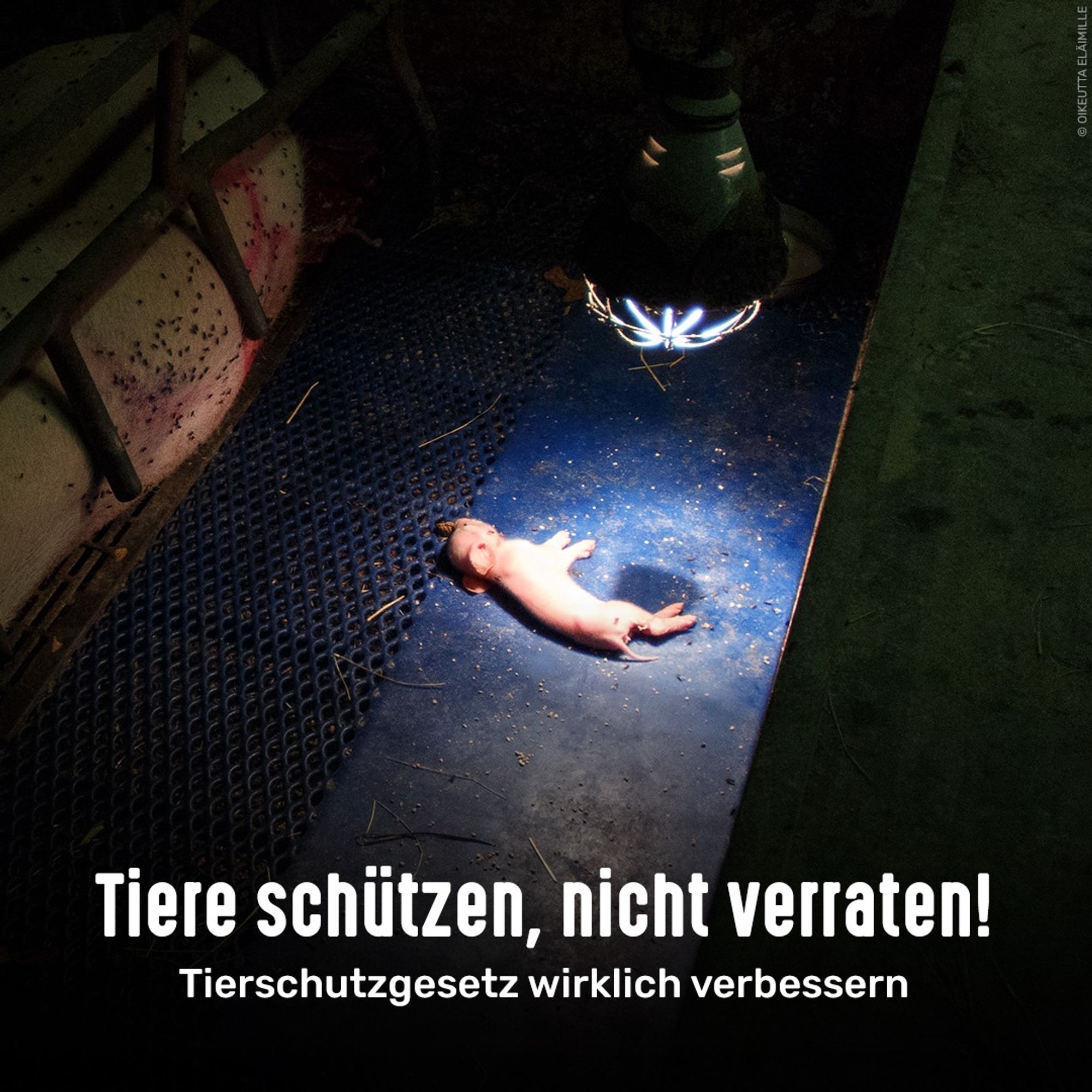 Totes Ferkel liegt unter einer Lampe im Stall. Bildtext: Tiere schützen, nicht verraten! Tierschutzgesetz wirklich verbessern