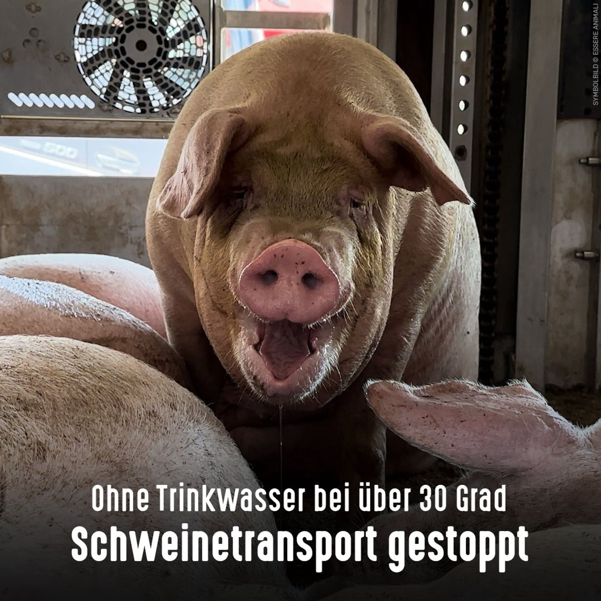 Schweine im Transporter. Bildtext: Ohne Trinkwasser bei über 30 Grad - Schweinetransport gestoppt