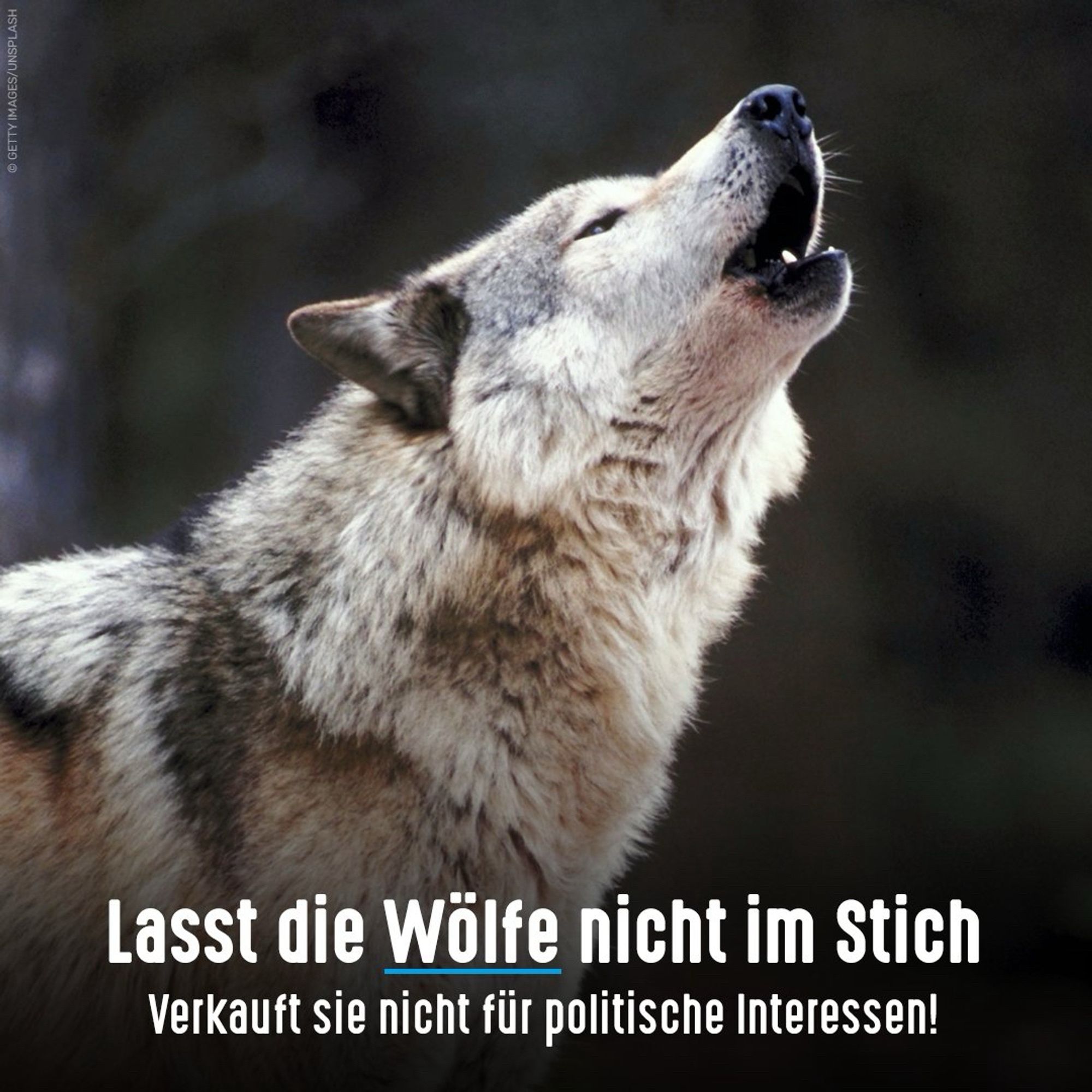 Wolf streckt den Kopf in die Luft und heult. Bildtext: Lasst die Wölfe nicht im Stich - Verkauft sie nicht für politische Interessen!