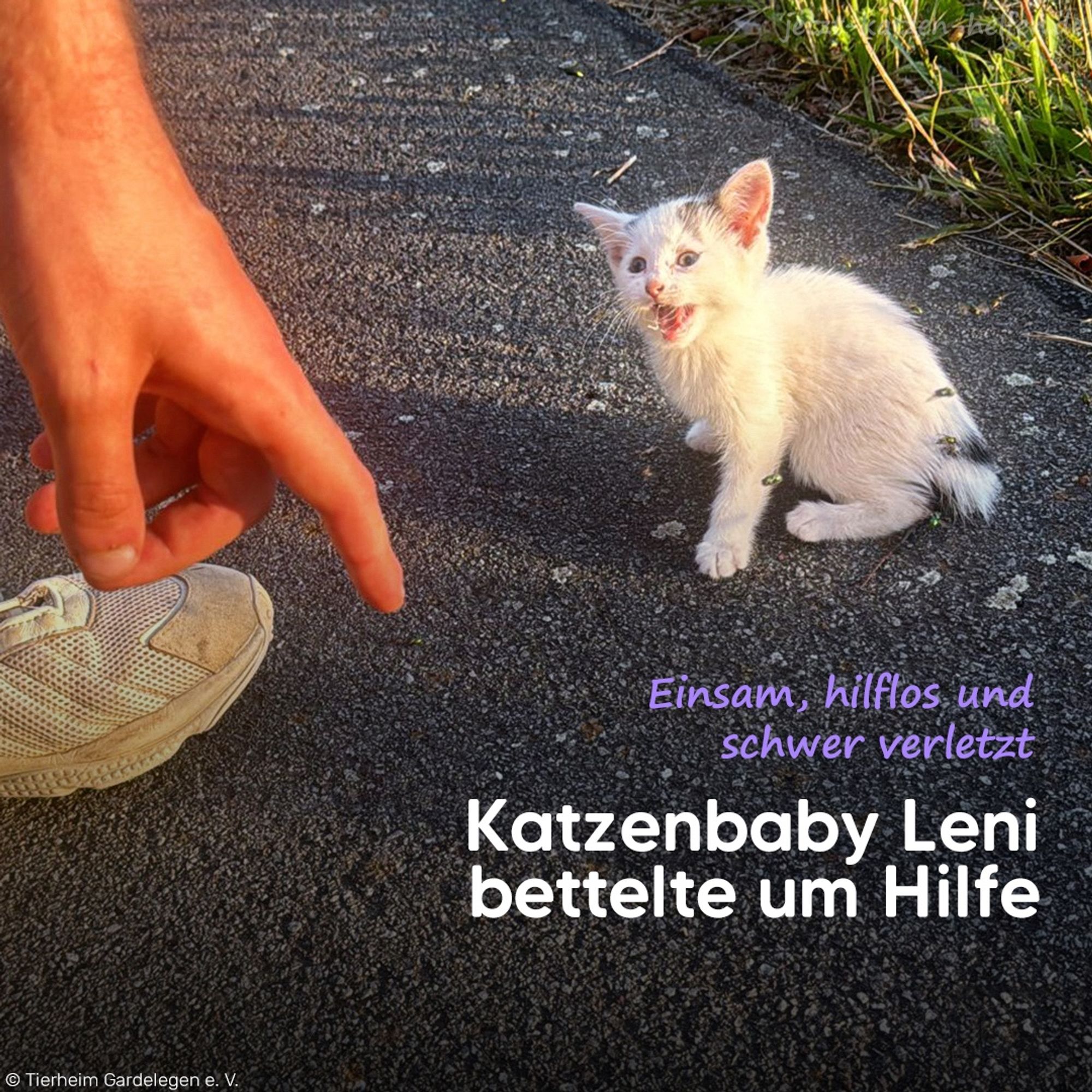 Kitten Leni auf der Straße. Bildtext: Einsam, hilflos und schwer verletzt - Katzenbaby Leni bettelte um Hilfe