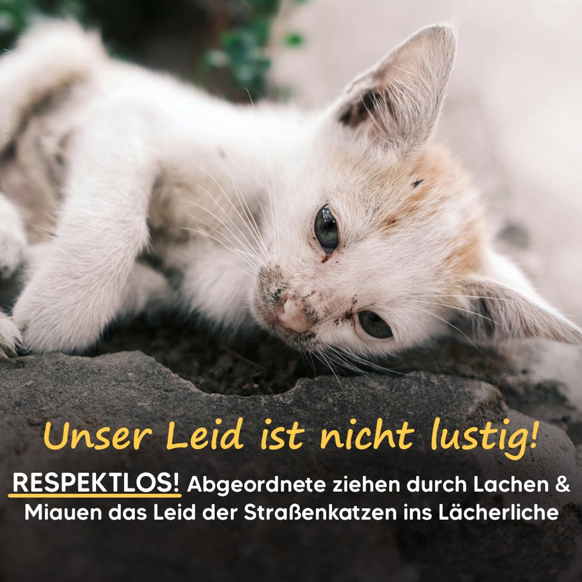 Straßenkätzchen. Bildtext: Unser Leid ist nicht listig! Respektlos! Abgeordnete ziehen durch Lachen & Miauen das Leid der Straßenkatzen ins Lächerliche