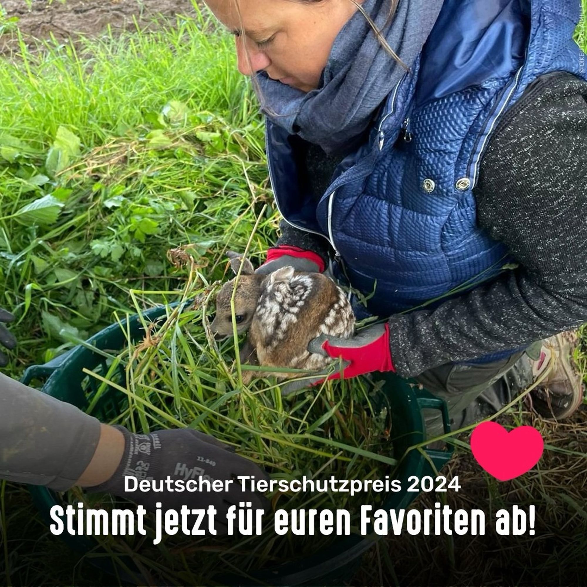 Eine Frau setzt ein Rehkitz in einen Korb mit Gras. Bildtext: Deutscher Tierschutzpreis 2024 - Stimmt jetzt für euren Favoriten ab!