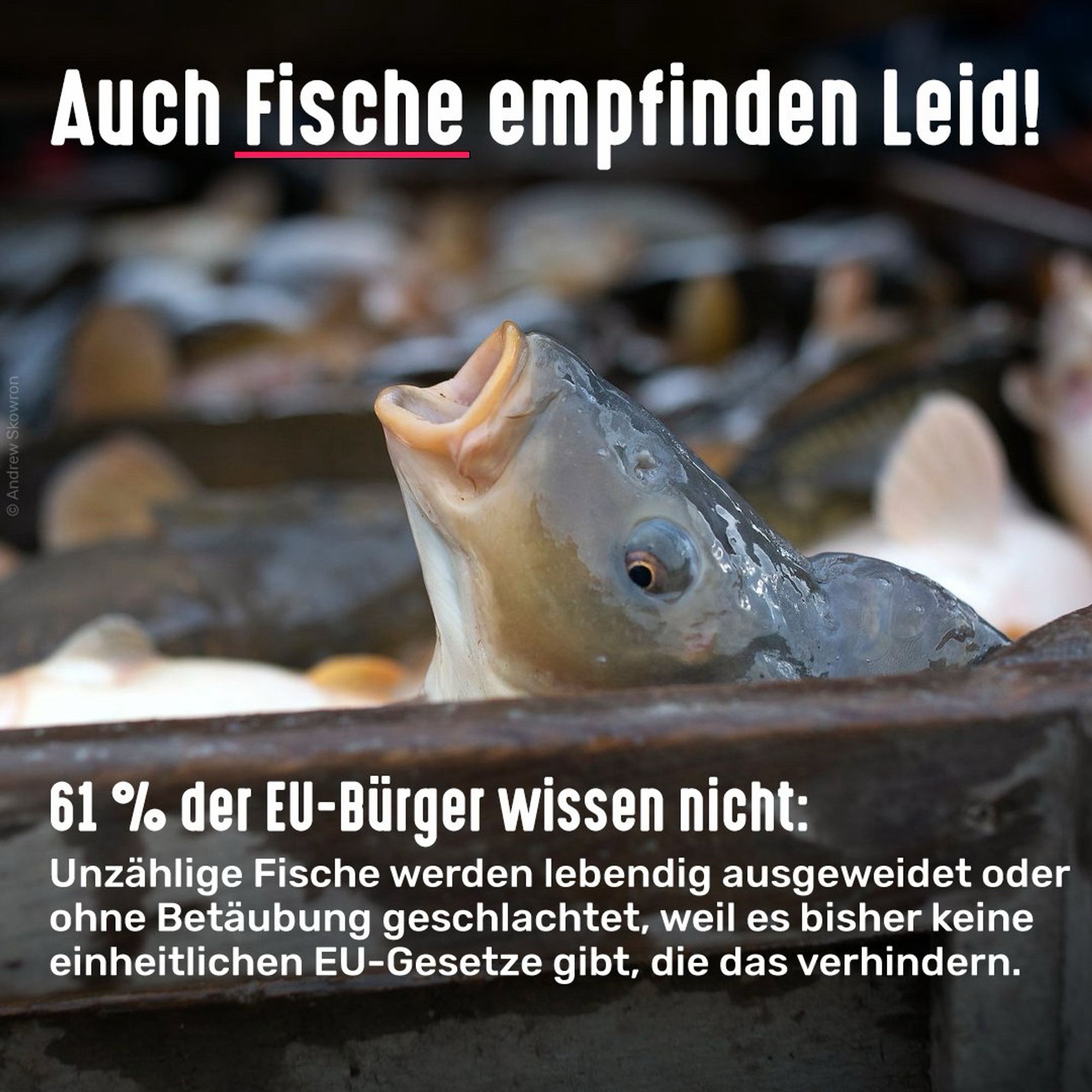 Toter Fisch. Bildtext: Auch Fische empfinden Leid! 61 % der EU-Bürger wissen nicht: Unzählige Fische werden lebendig ausgeweidet oder ohne Betäubung geschlachtet, weil es bisher keine einheitlichen EU-Gesetze gibt, die das verhindern.