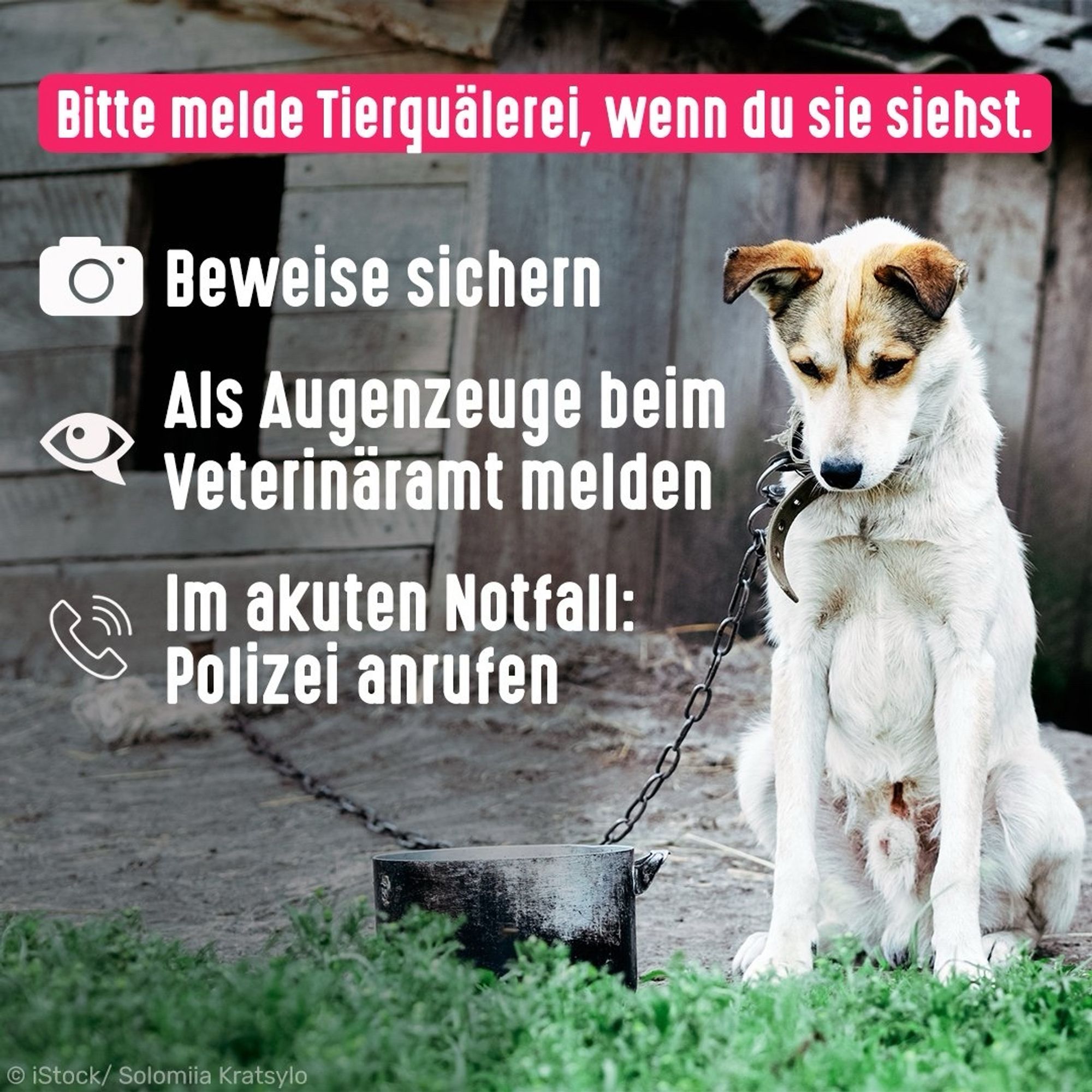 Hund ist an einer Kette angebunden und schaut nach unten. Bildtext: Bitte melde Tierquälerei, wenn du sie siehst. Beweise sichern, als Augenzeuge beim Veterinäramt melden, im akuten Notfall: Polizei anrufen