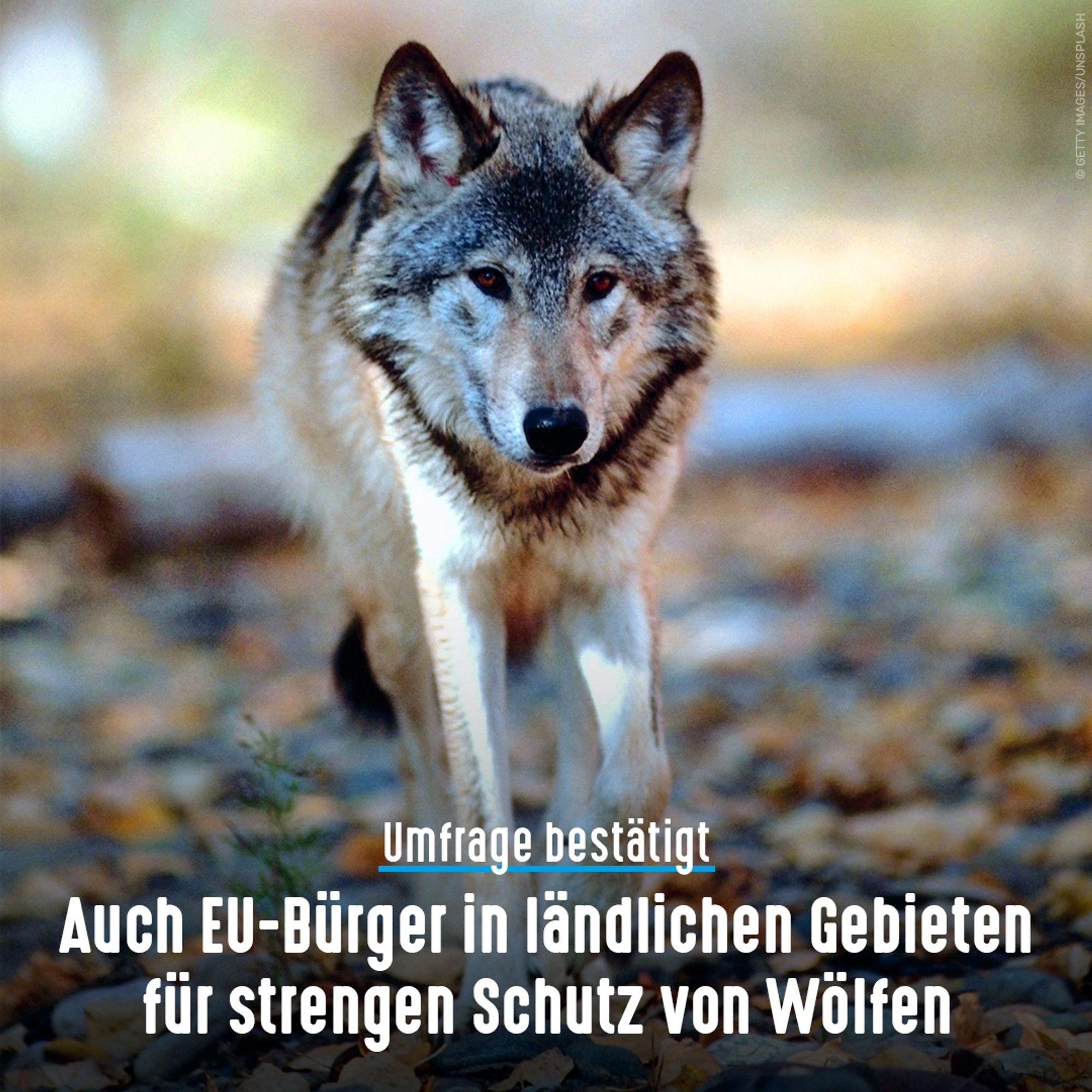 Wolf läuft durch den Wald. Bildtext: Umfrage bestätigt - Auch EU-Bürger in ländlichen Gebieten für strengen Schutz von Wölfen