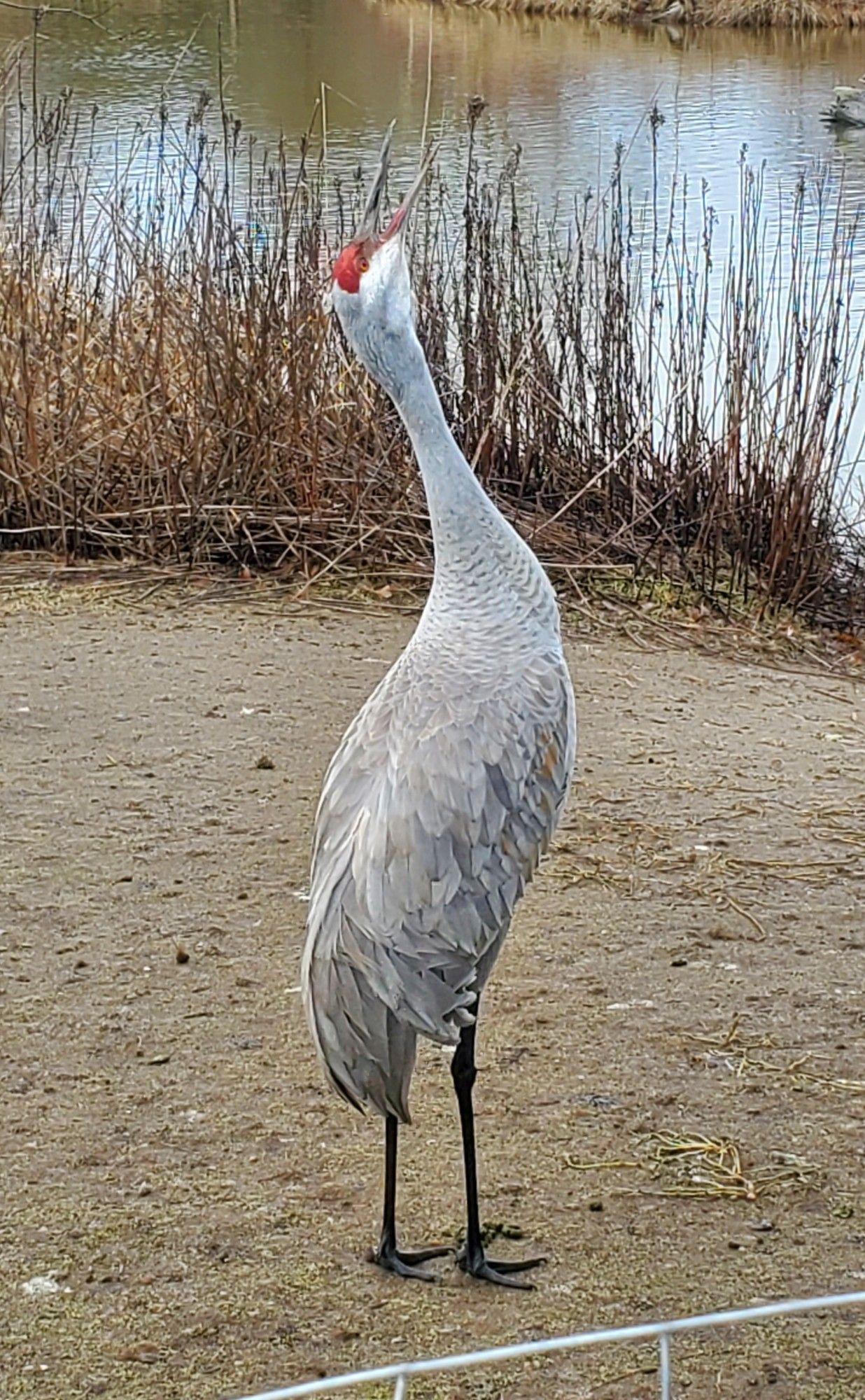 A tall grey bird with a red crown, with its beak open and pointing upwards