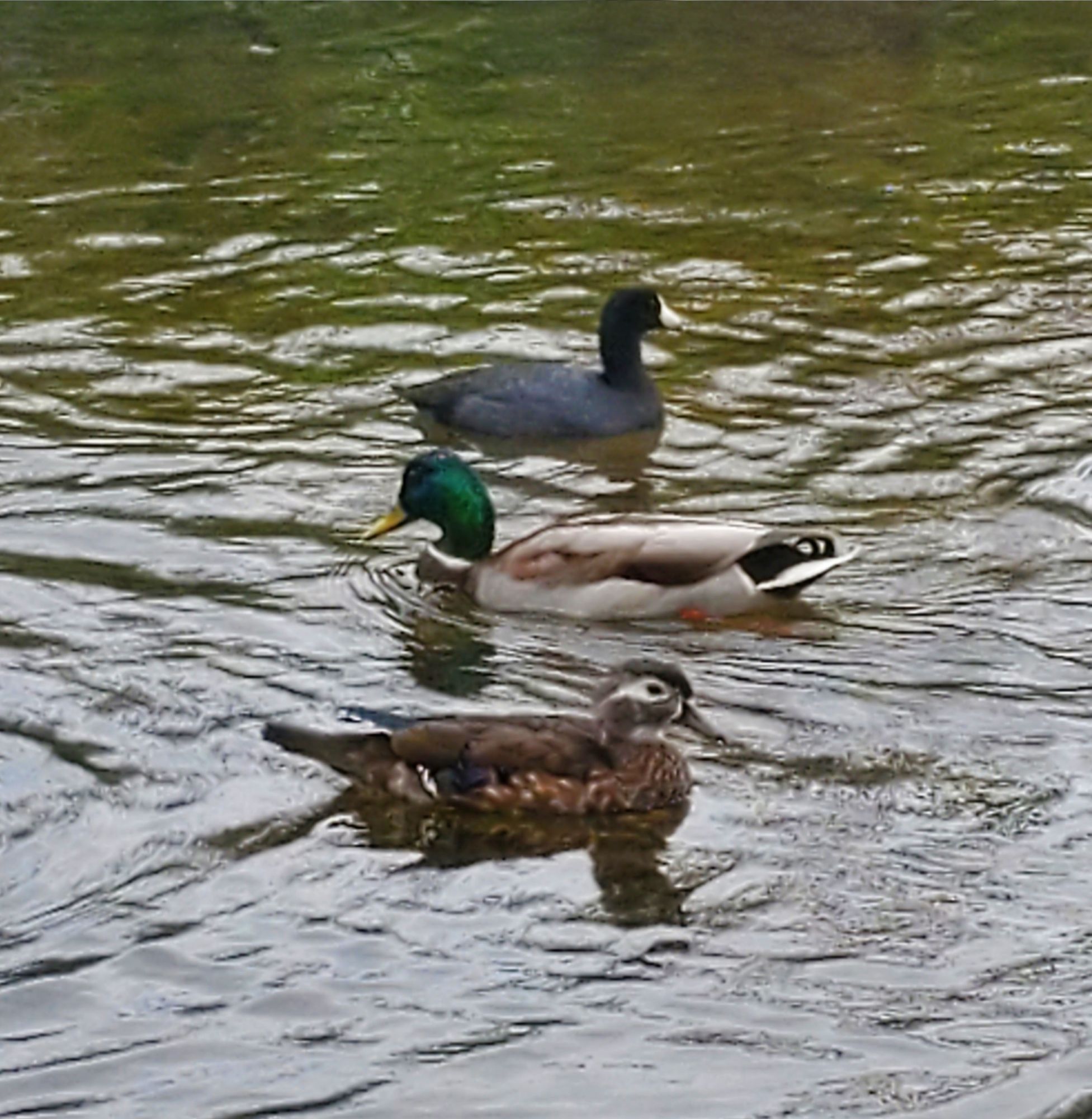 American Coot, Mallard male, Wood Duck female