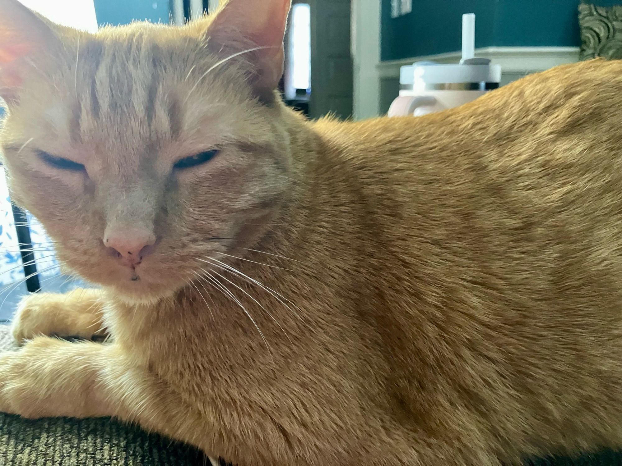 A big orange cat with his eyes mostly shut