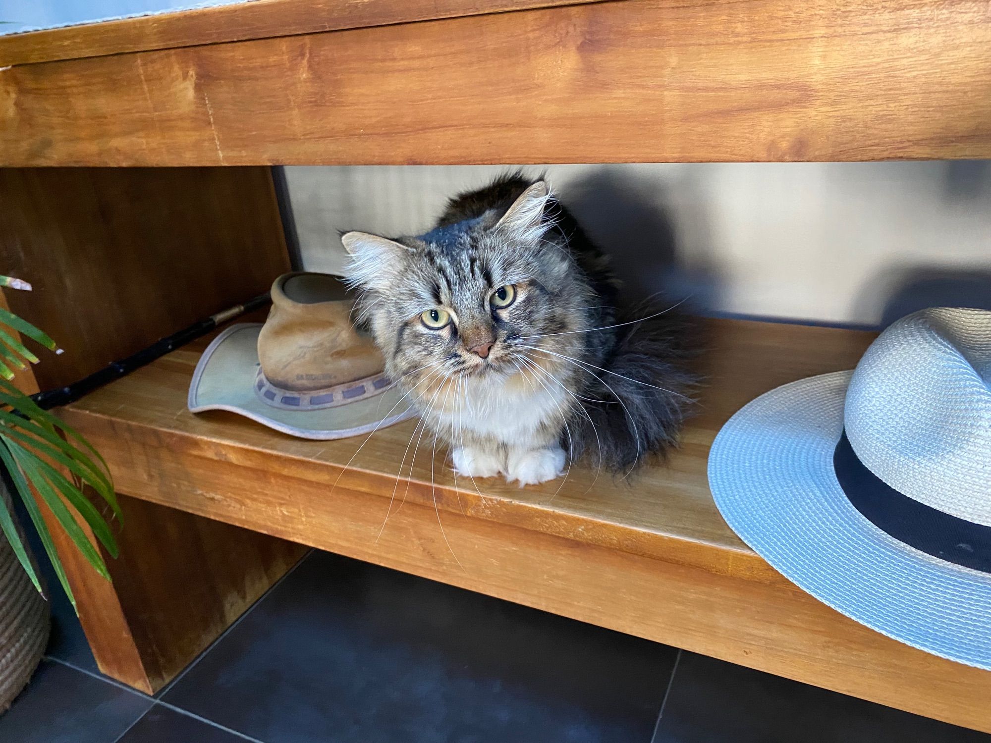 A cat amongst hats