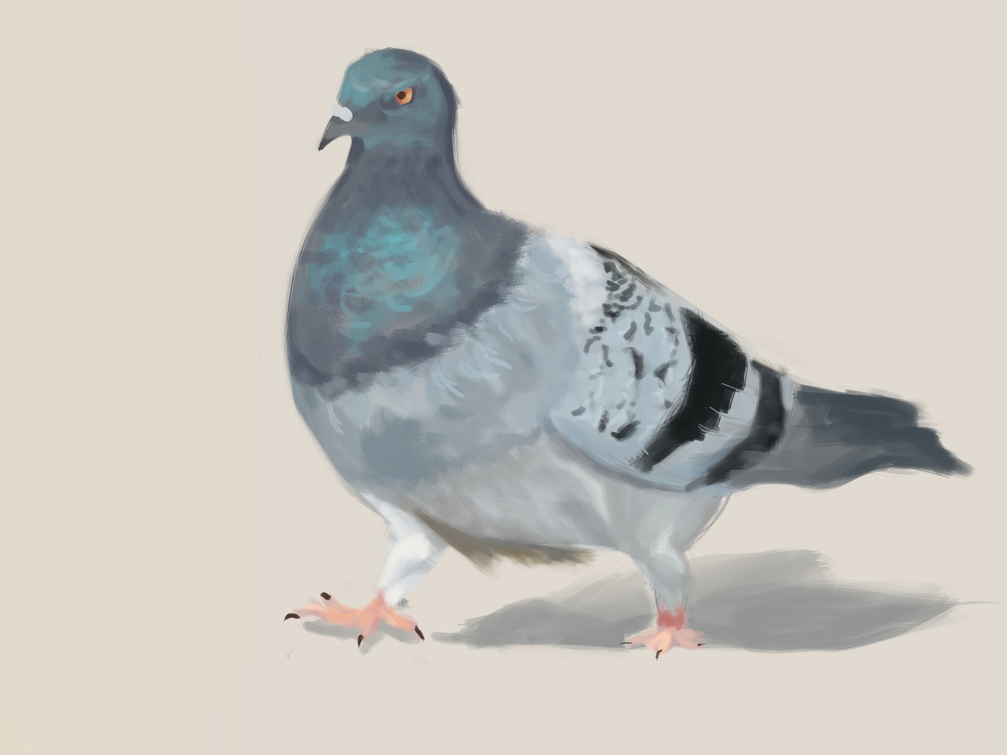 a painting of a pigeon made on krita