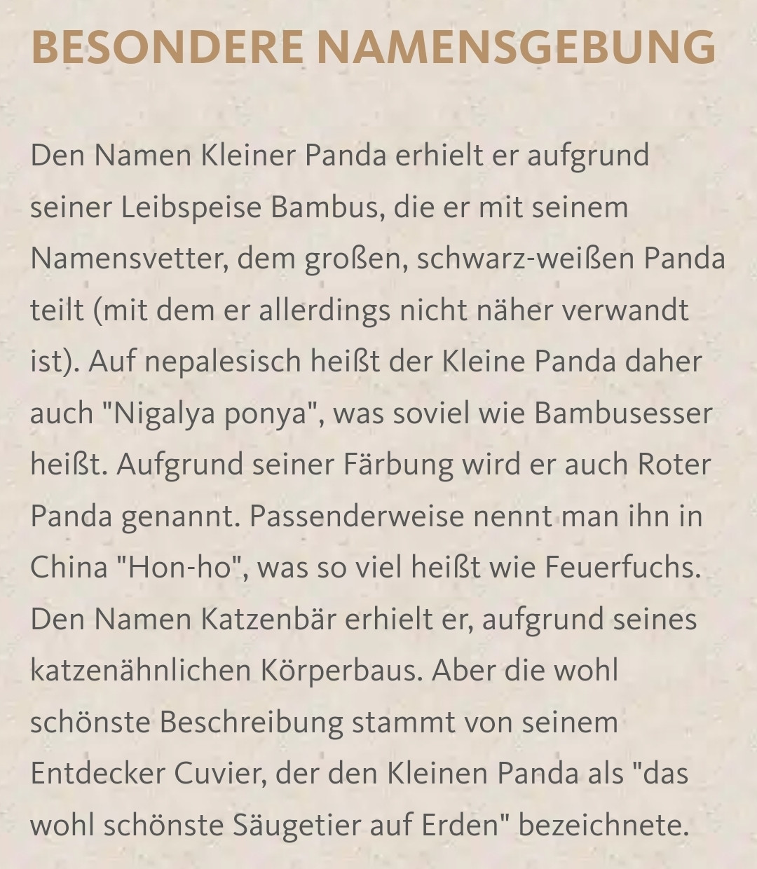 Besondere Namensgebung
Den Namen Kleiner Panda erhielt er aufgrund seiner Leibspeise Bambus, die er mit seinem Namensvetter, dem großen, schwarz-weißen Panda teilt (mit dem er allerdings nicht näher verwandt ist). Auf nepalesisch heißt der Kleine Panda daher auch "Nigalya ponya", was soviel wie Bambusesser heißt. Aufgrund seiner Färbung wird er auch Roter Panda genannt. Passenderweise nennt man ihn in China "Hon-ho", was so viel heißt wie Feuerfuchs. Den Namen Katzenbär erhielt er, aufgrund seines katzenähnlichen Körperbaus. Aber die wohl schönste Beschreibung stammt von seinem Entdecker Cuvier, der den Kleinen Panda als "das wohl schönste Säugetier auf Erden" bezeichnete.