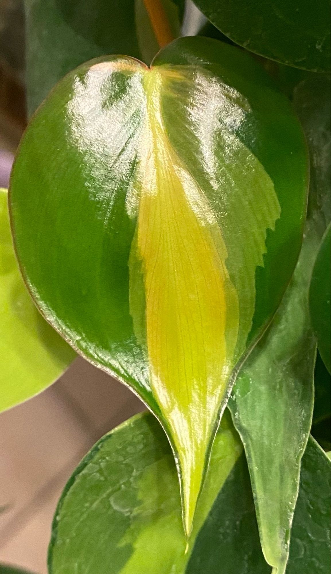 Philodendron brasil with a shiny new leaf with various shades of green and a perfectly crisp outline