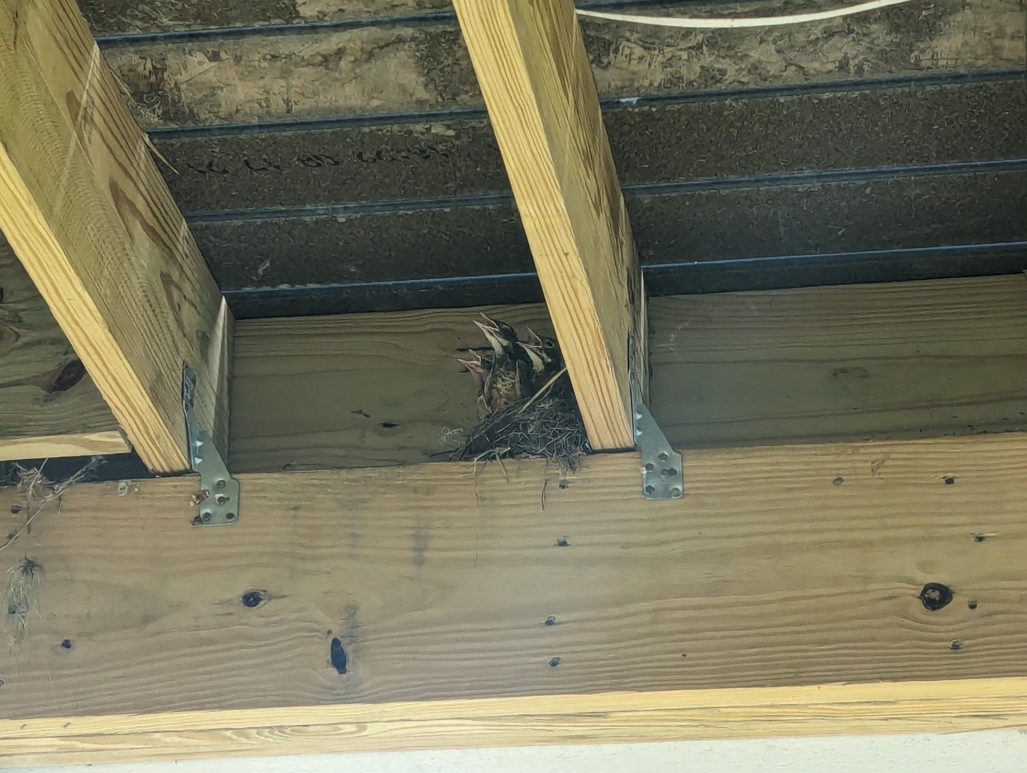 Photo of an American robin nest with three baby robins in it.