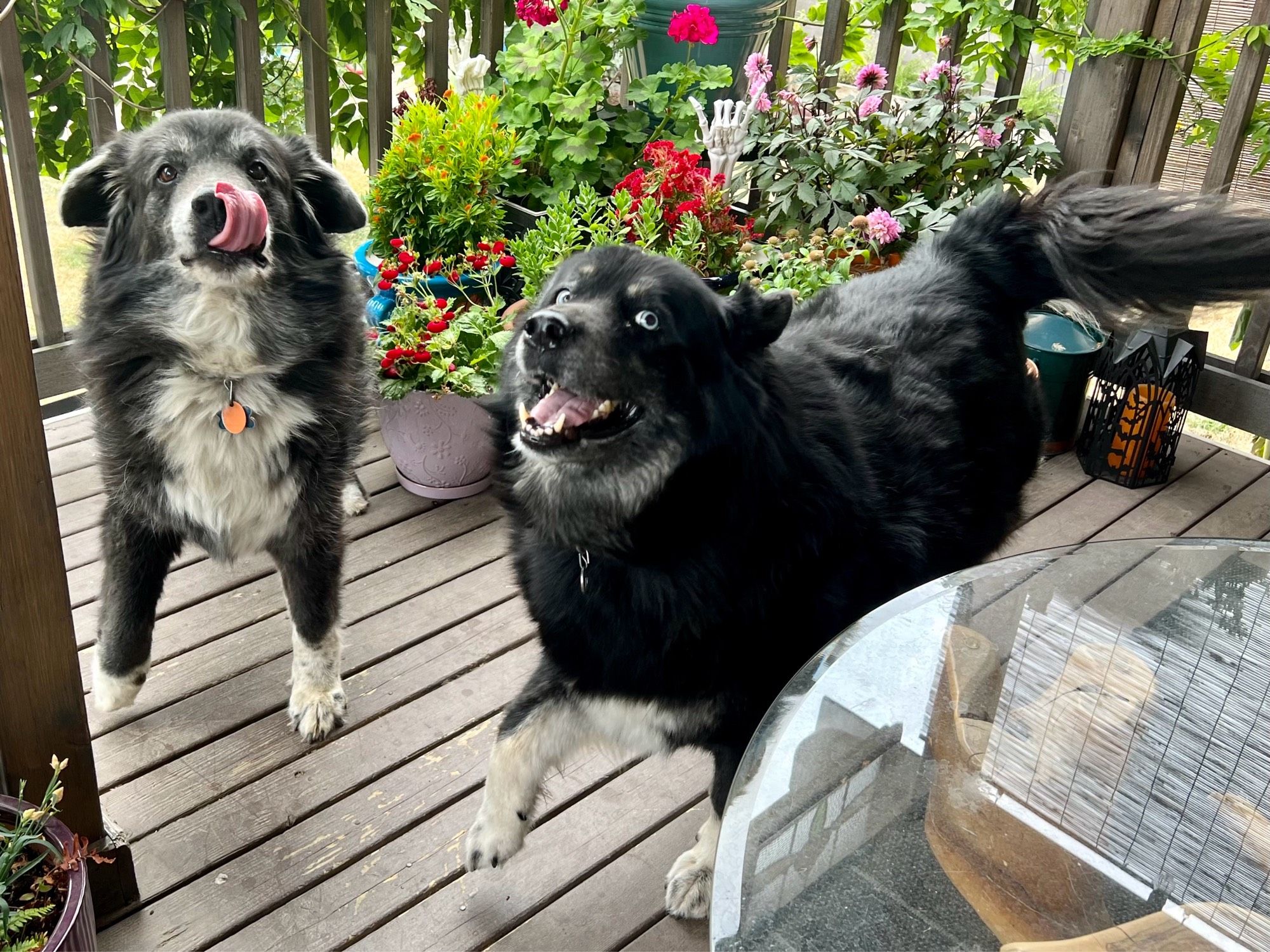 Two happy black and white dogs bouncing around on a deck full of flowers