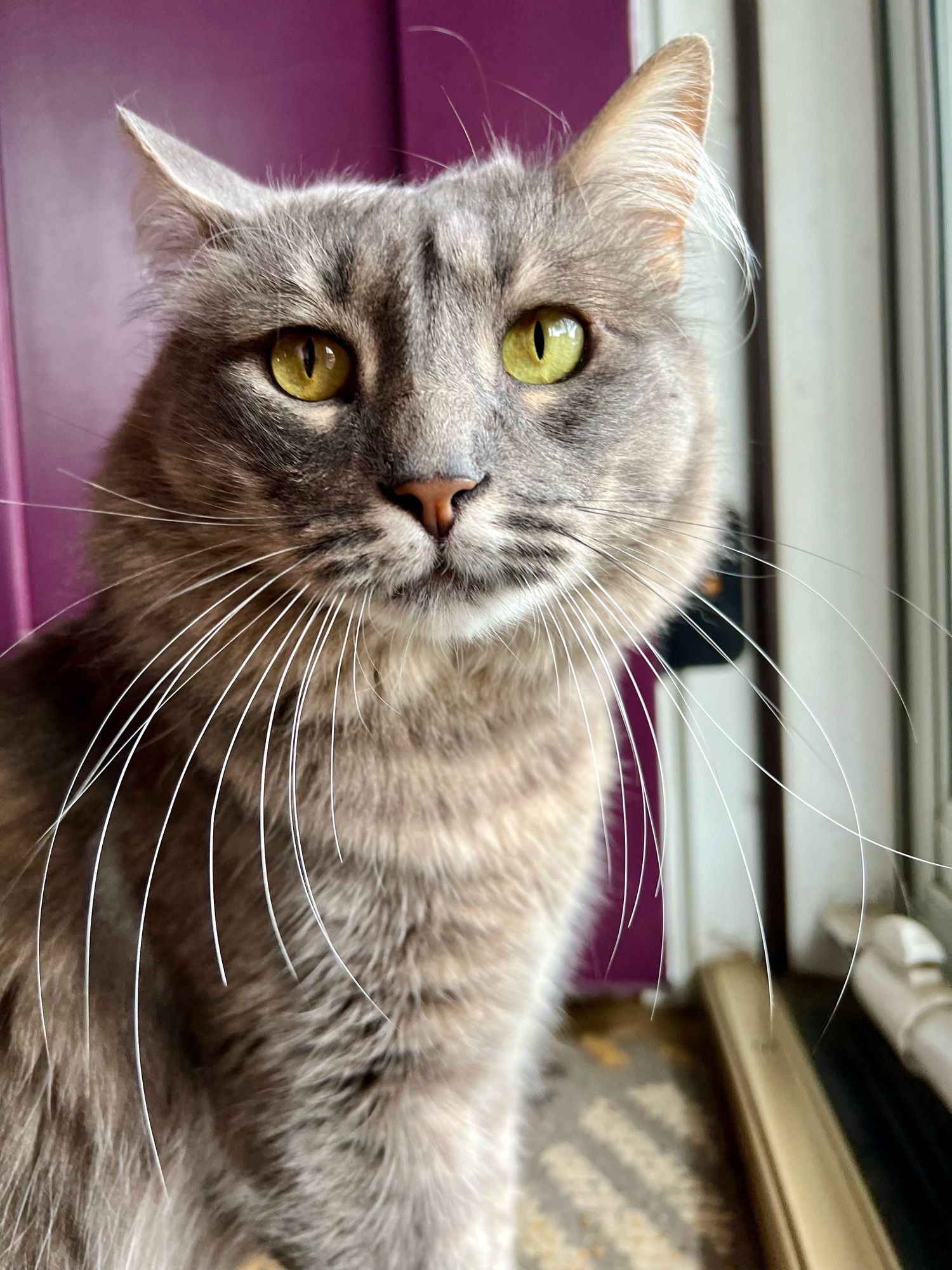 Handsome gray tabby with big gold eyes and long whiskers, standing in front of a purple door.