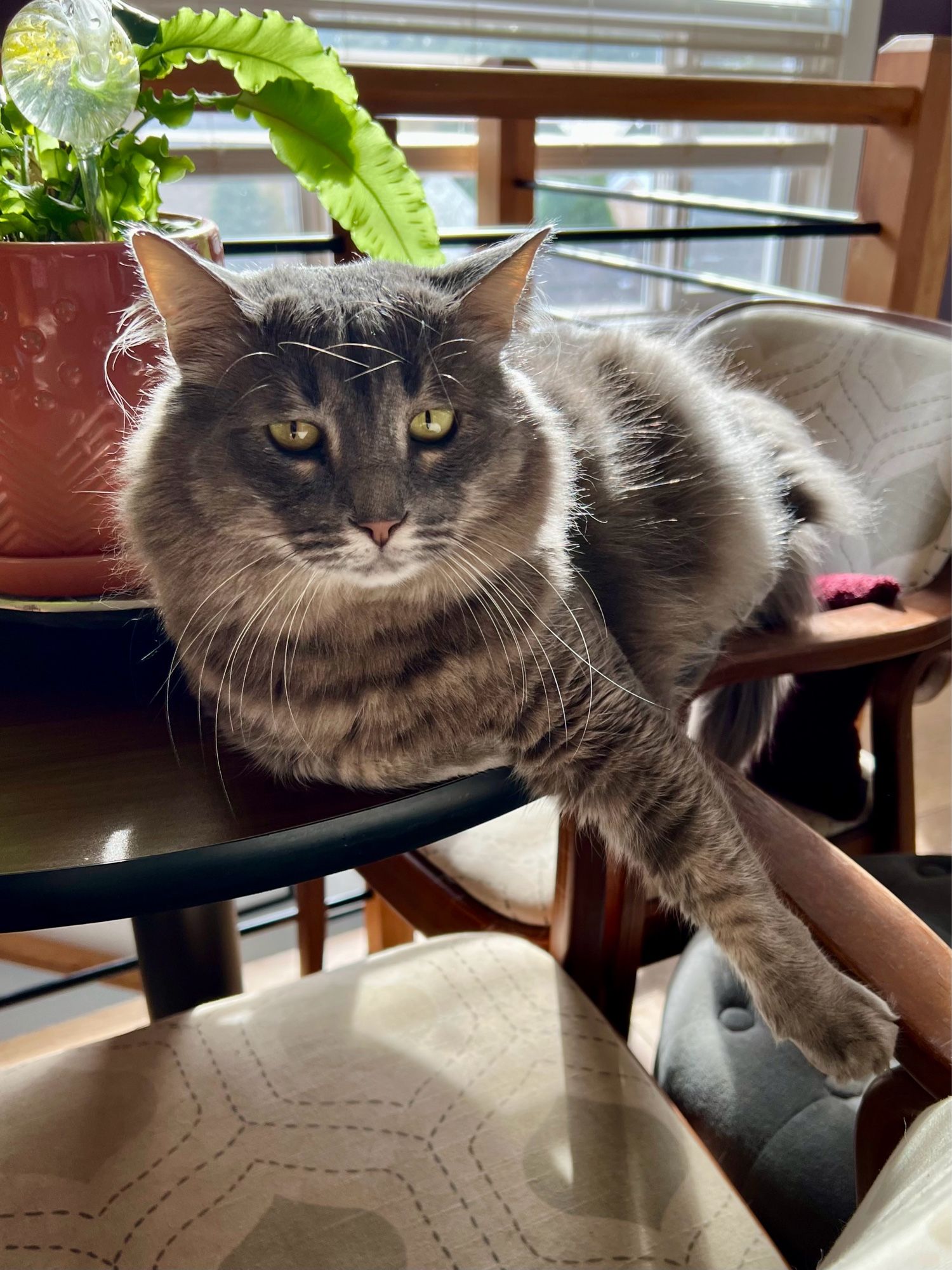 Fluffy gray tabby backlit as he lounges across a small bistro table with a fern behind him in an orange pot.