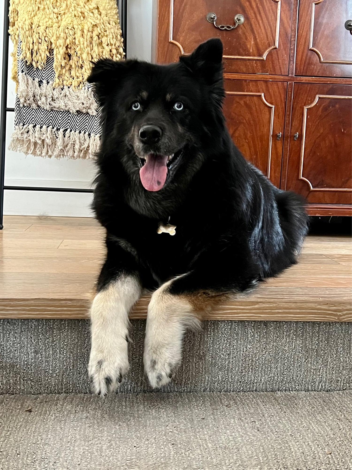 A black dog with spotty tan feet and light blue eyes dangles her paws over the top of the stairs - and now she’s smiling. She is definitely up to something.