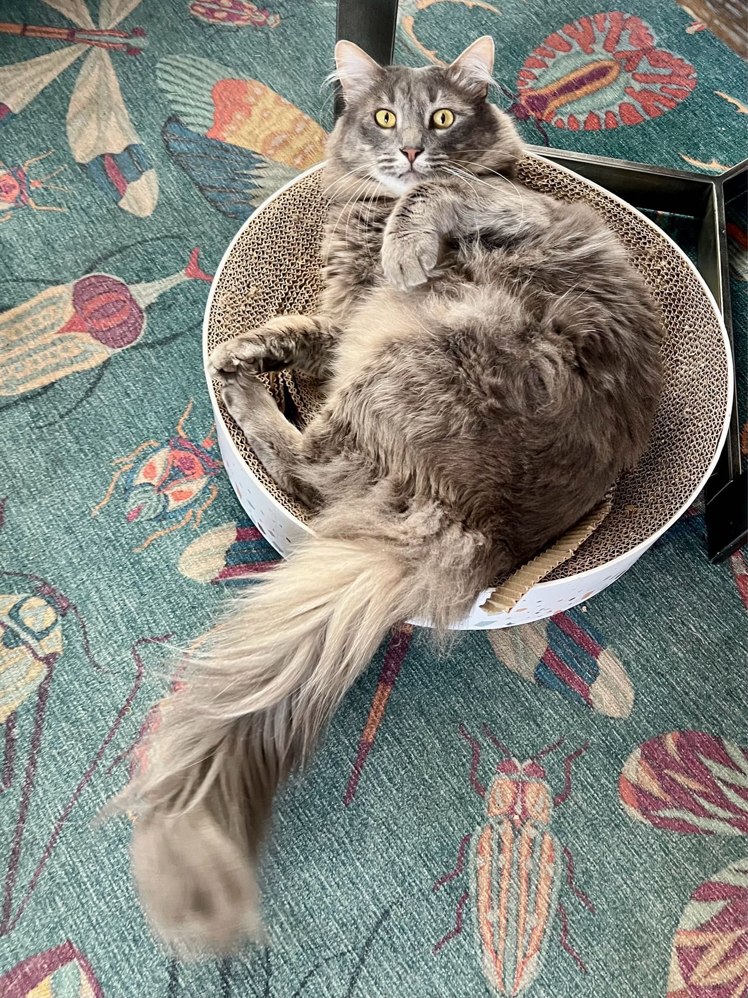 Astonished-looking gray tabby, very fluffy, lounging upside down in a round cardboard scratcher