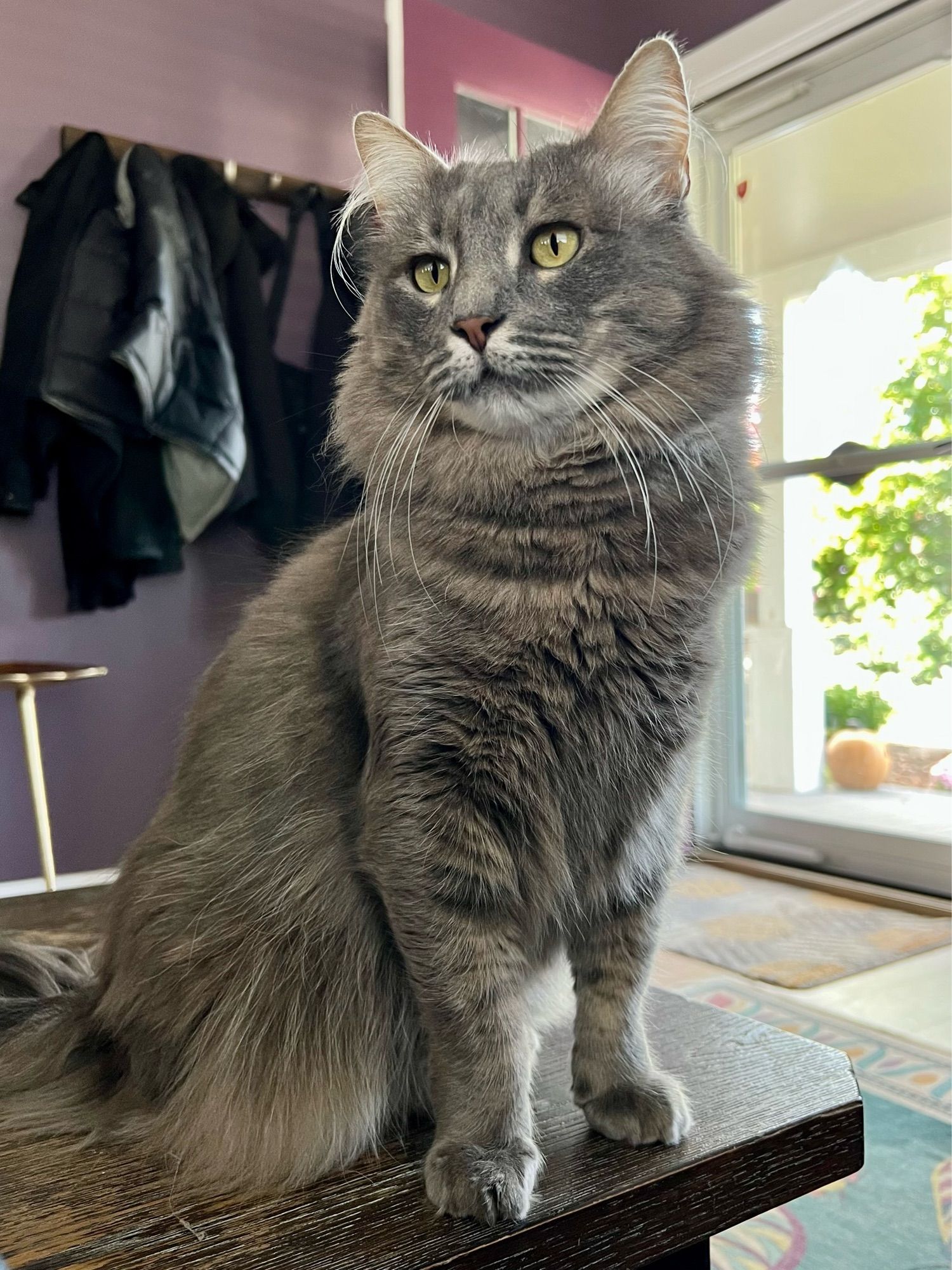 Handsome gray tabby upright on a coffee table, his fluff and whiskers on full display.