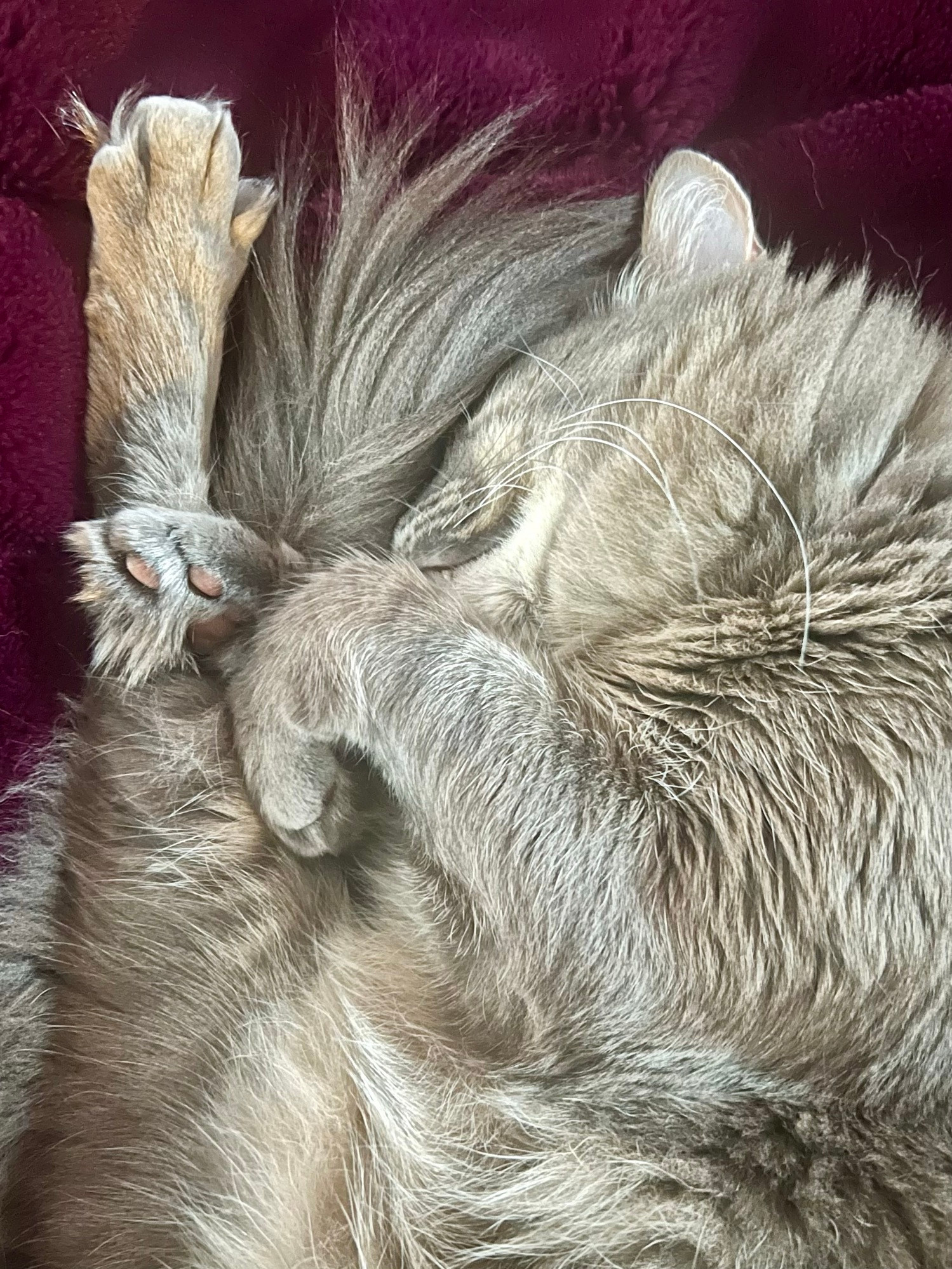 Fluff gray tabby asleep curled up in a ball on a fuzzy magenta blanket. 