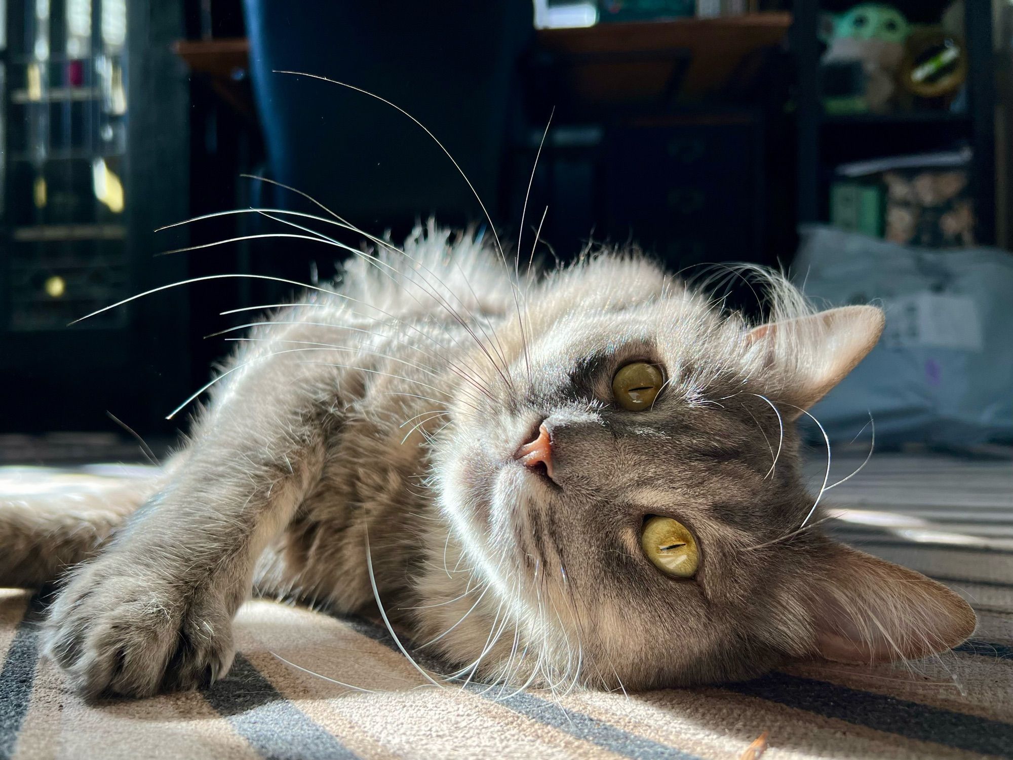 Fluffy, soft gray tabby lounges in a sunbeam. He has big gold eyes and beautiful whiskers, as well as exceptional ear tufts, and he’s looking right at you.