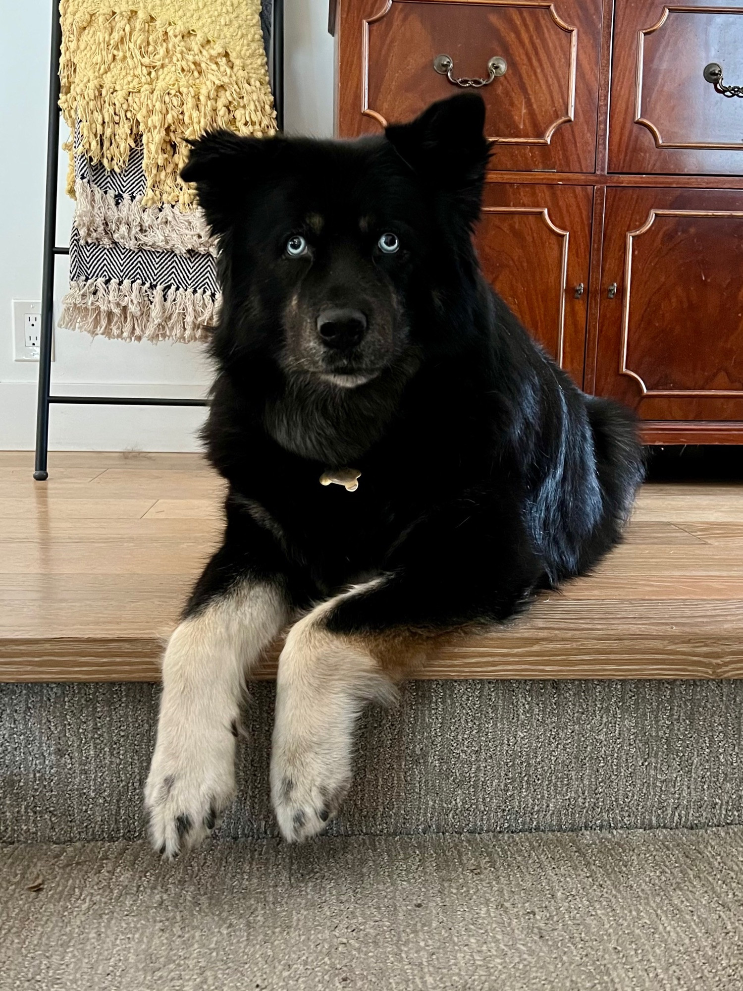 A black dog with spotty tan feet and light blue eyes dangles her paws over the top of the stairs.