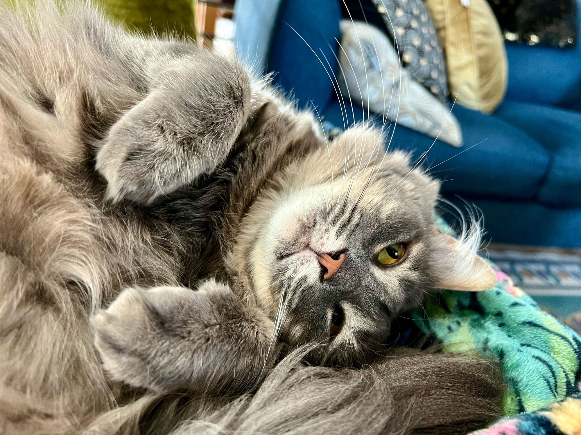 Handsome gray tabby upside down with his paws up and a wink.