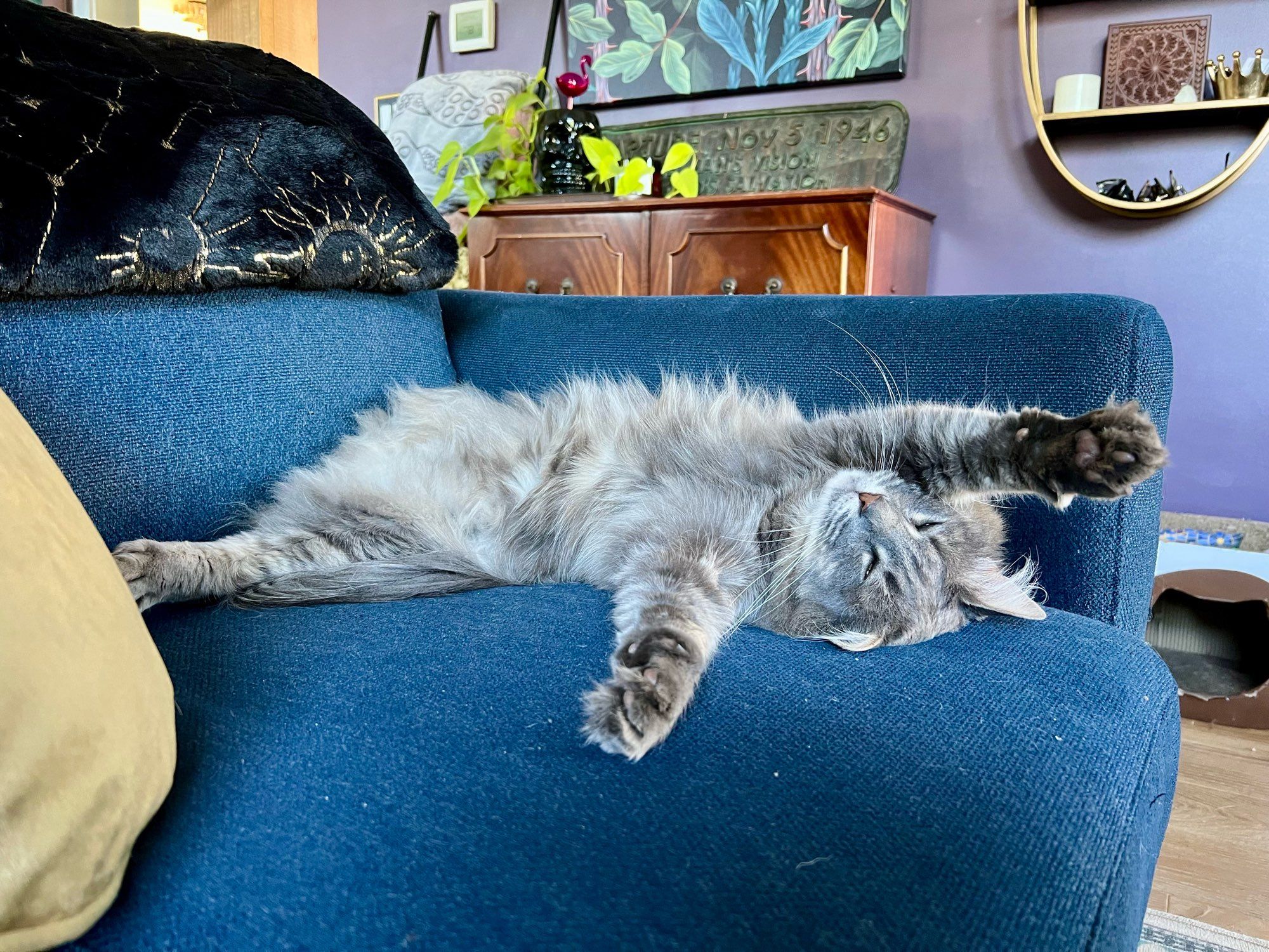 Fluffy gray tabby with a missing rear right leg. He is sprawled out on his back with his arms over his head, out cold on a blue loveseat.