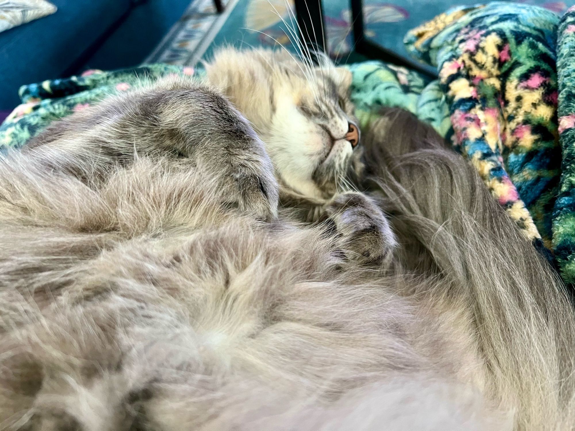 Fluffy gray tabby on his back. Mostly fluff showing. Chin and nose at top