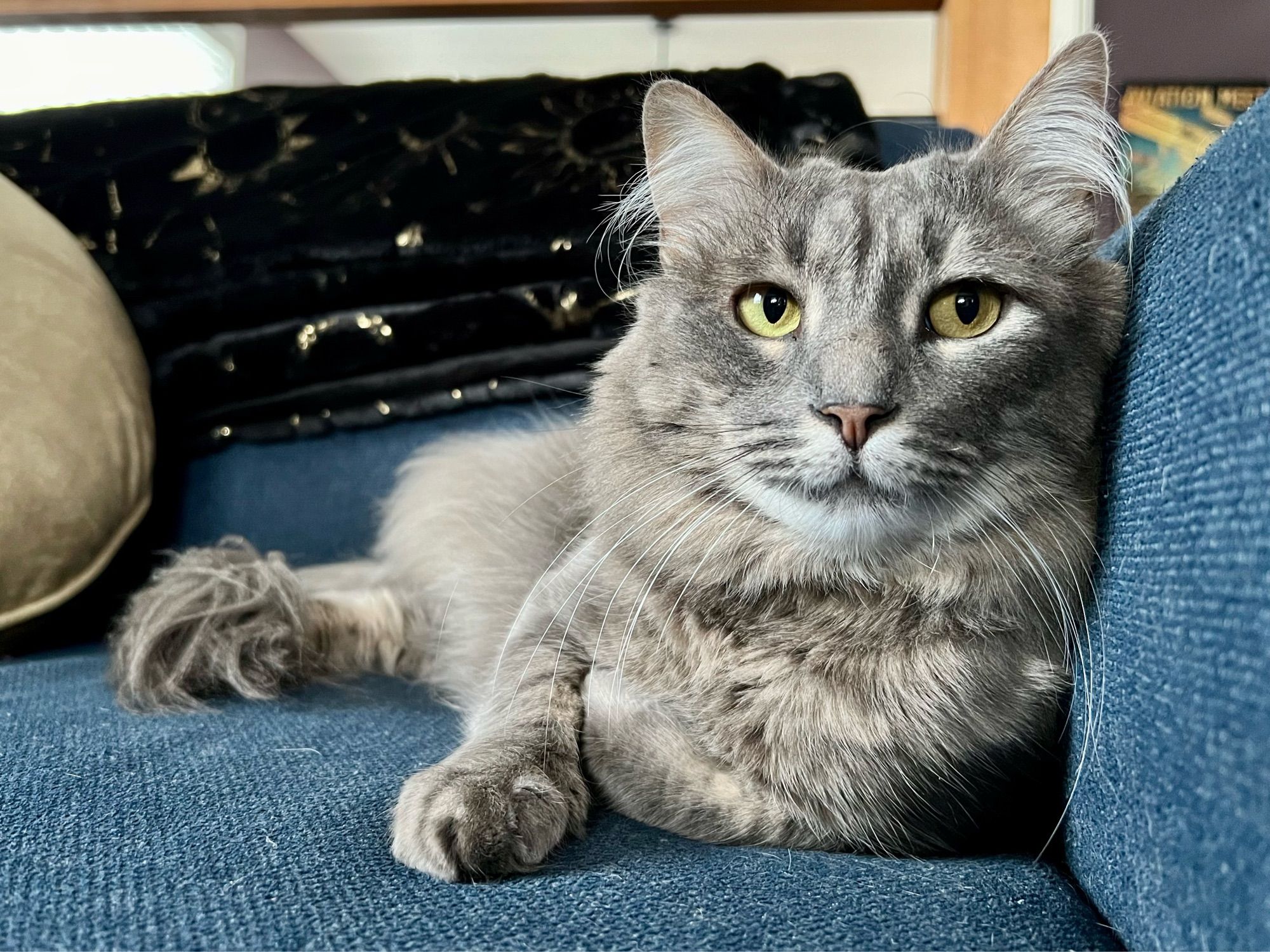 Fluffy gray tabby with gold eyes and great whiskers. He’s sitting on a blue loveseat