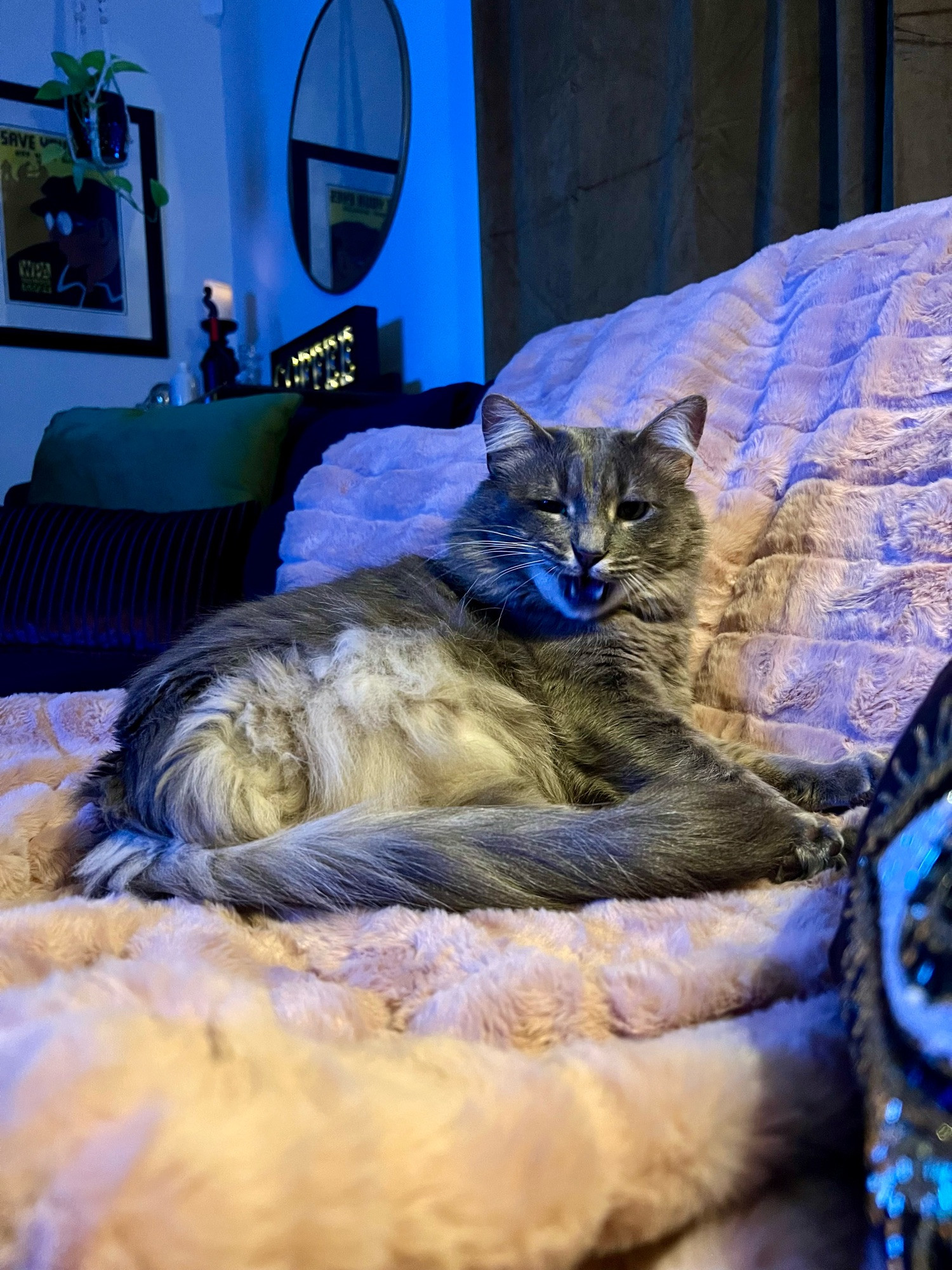 Gray tabby on a pink fluffy blanket initiates yawn