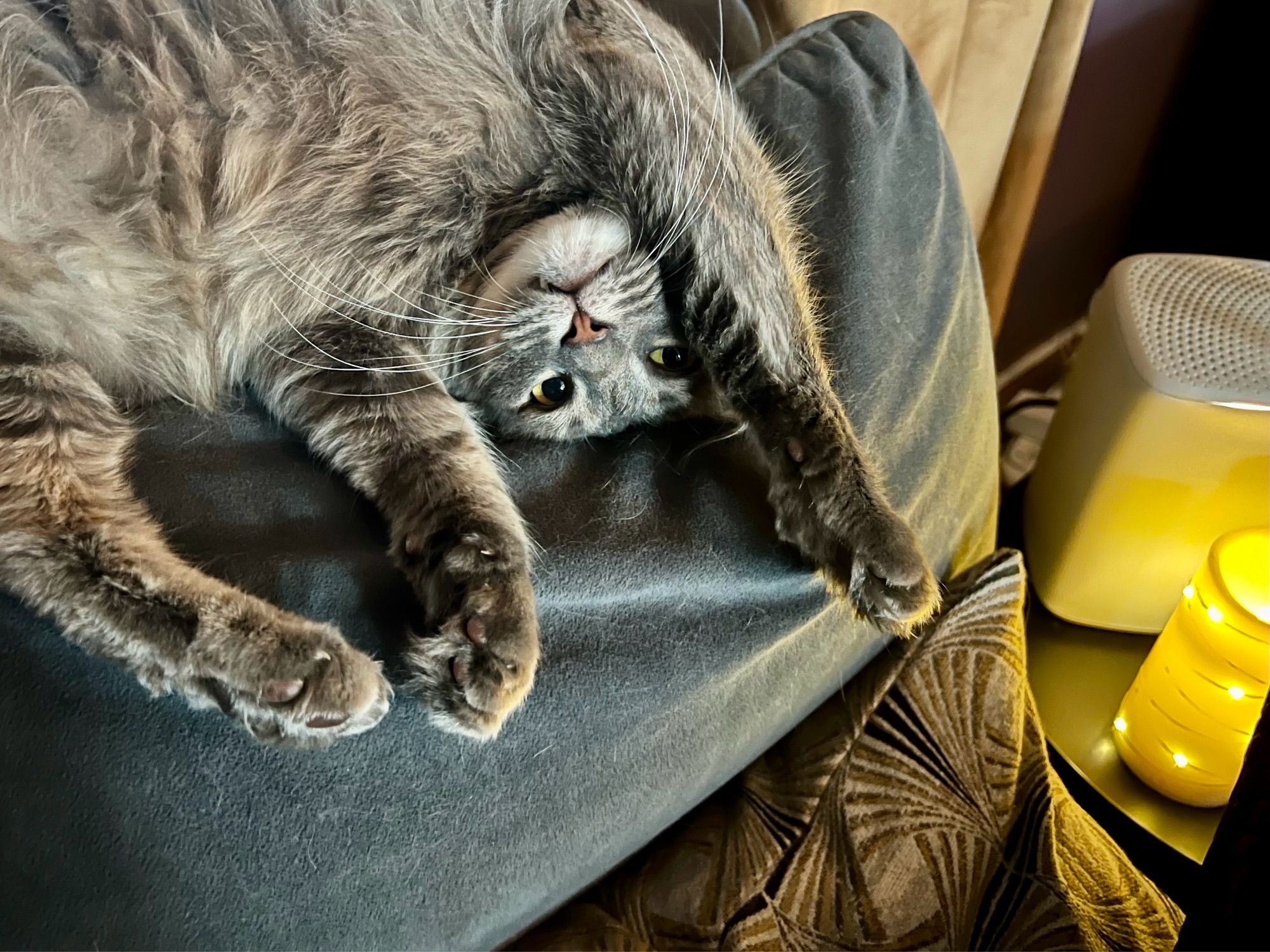 Fluffy gray tabby upside down on his back, his pupils huge, his brain in Party Mode. Beware.